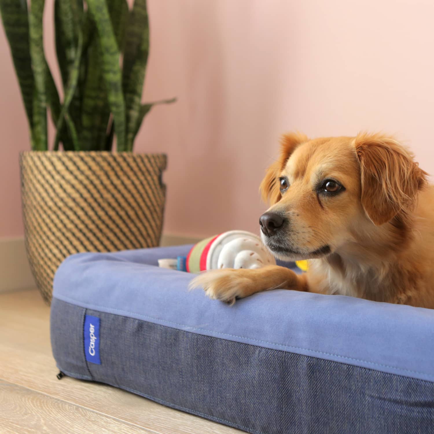 The Best Stylish Dog Beds Of 2021 Apartment Therapy