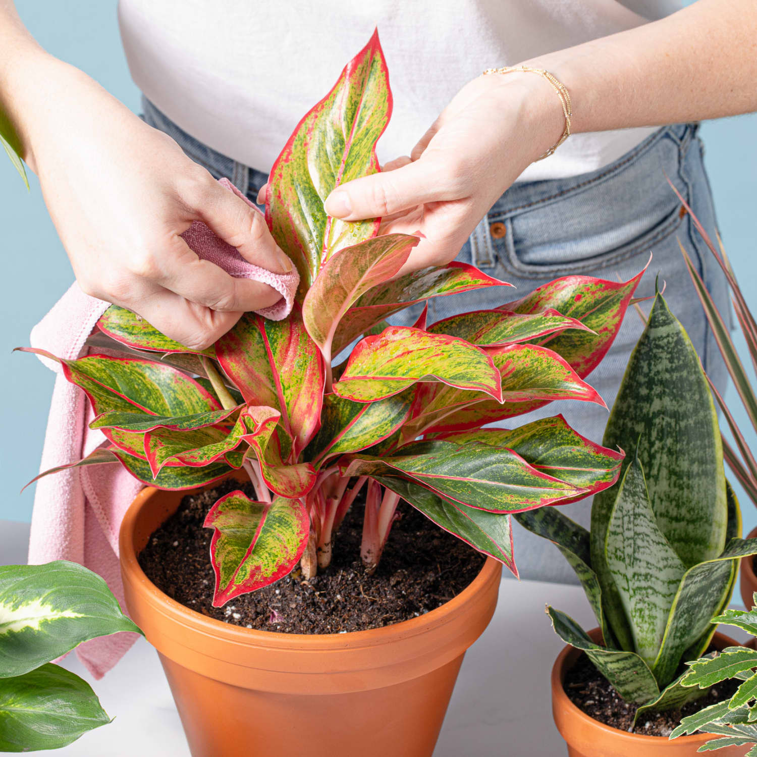 How to clean dusty houseplant leaves using a DIY leaf shine!