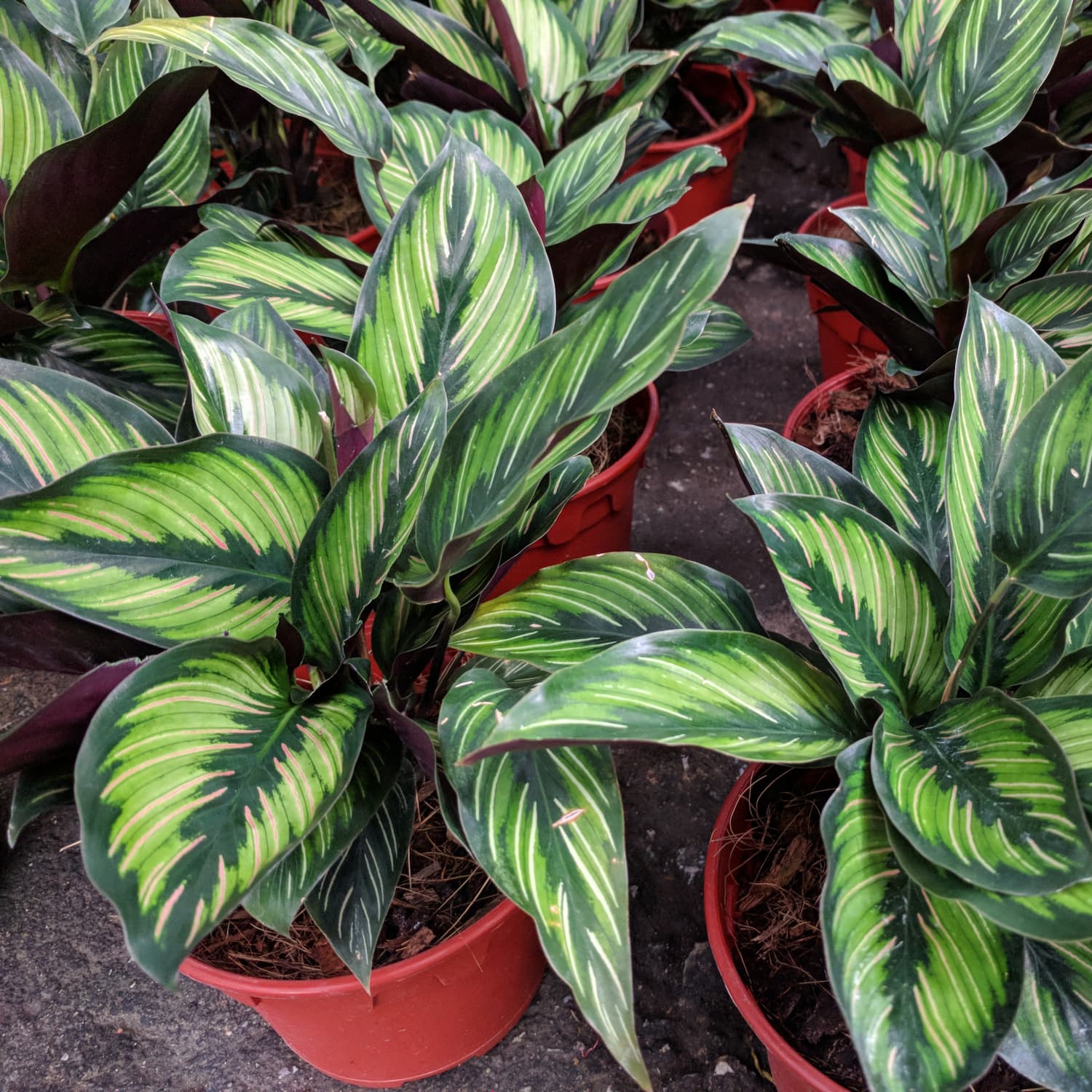 calathea plant care - how to grow prayer plants | apartment therapy