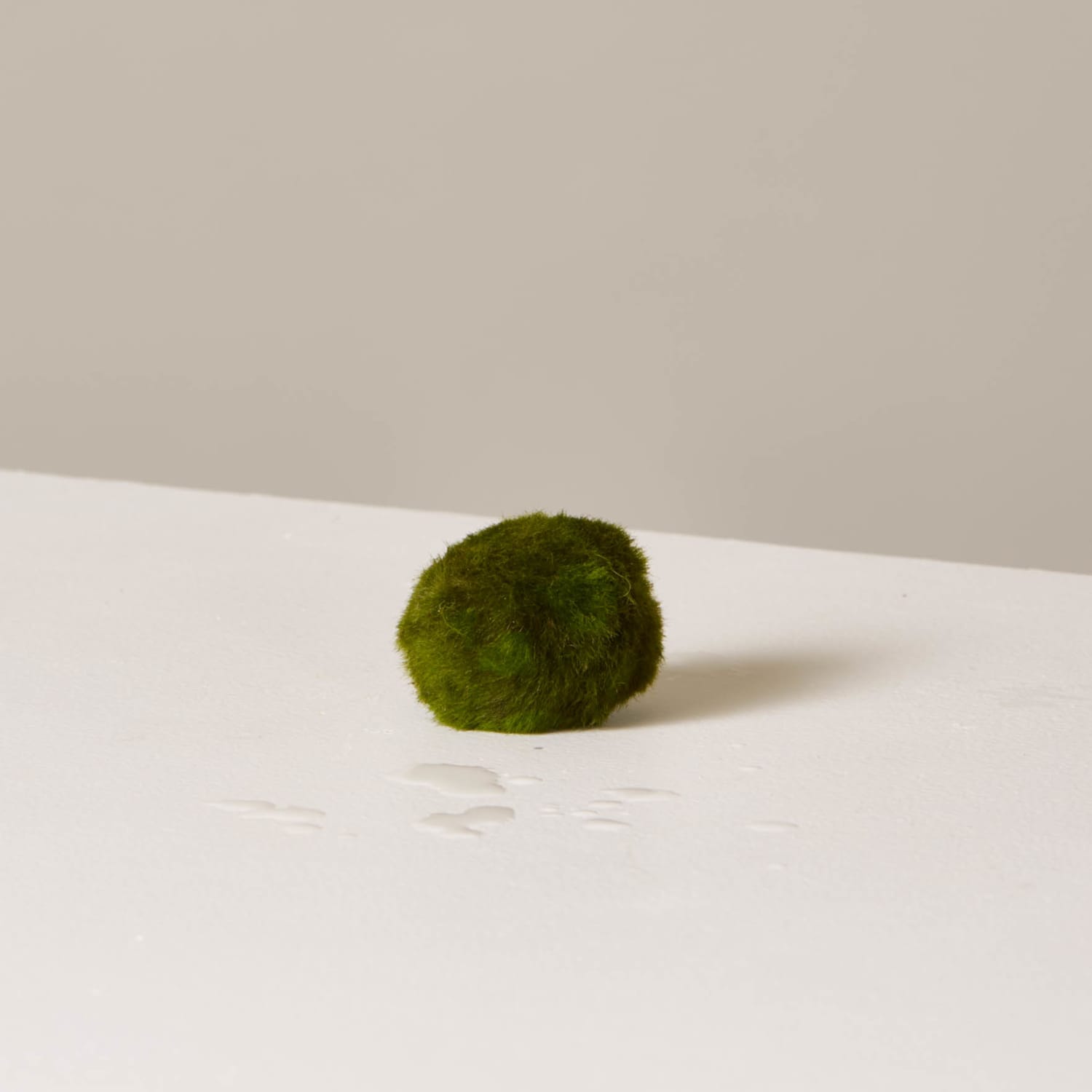 How to Grow and Care for Marimo Moss
