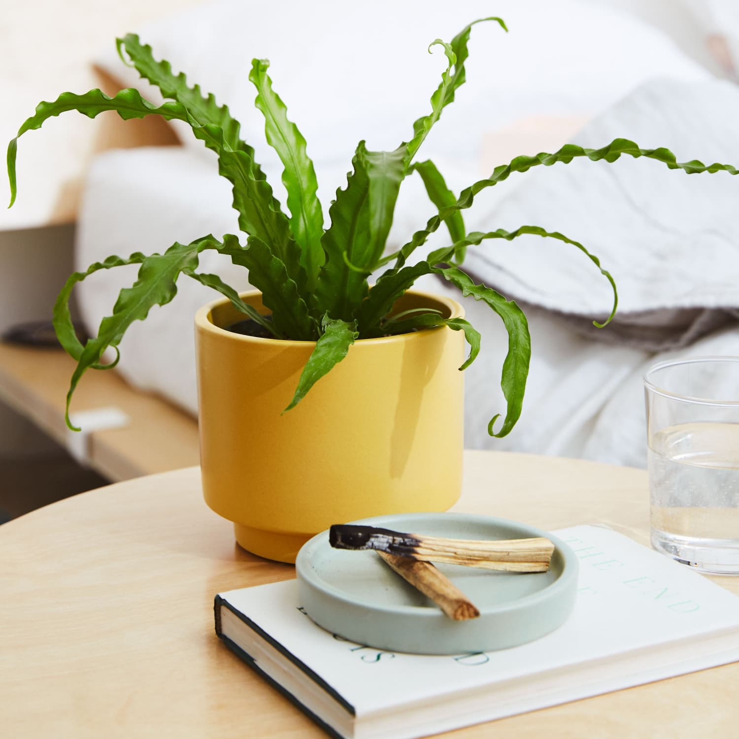 Bird S Nest Fern Care How To Grow Maintain A Bird S Nest Fern