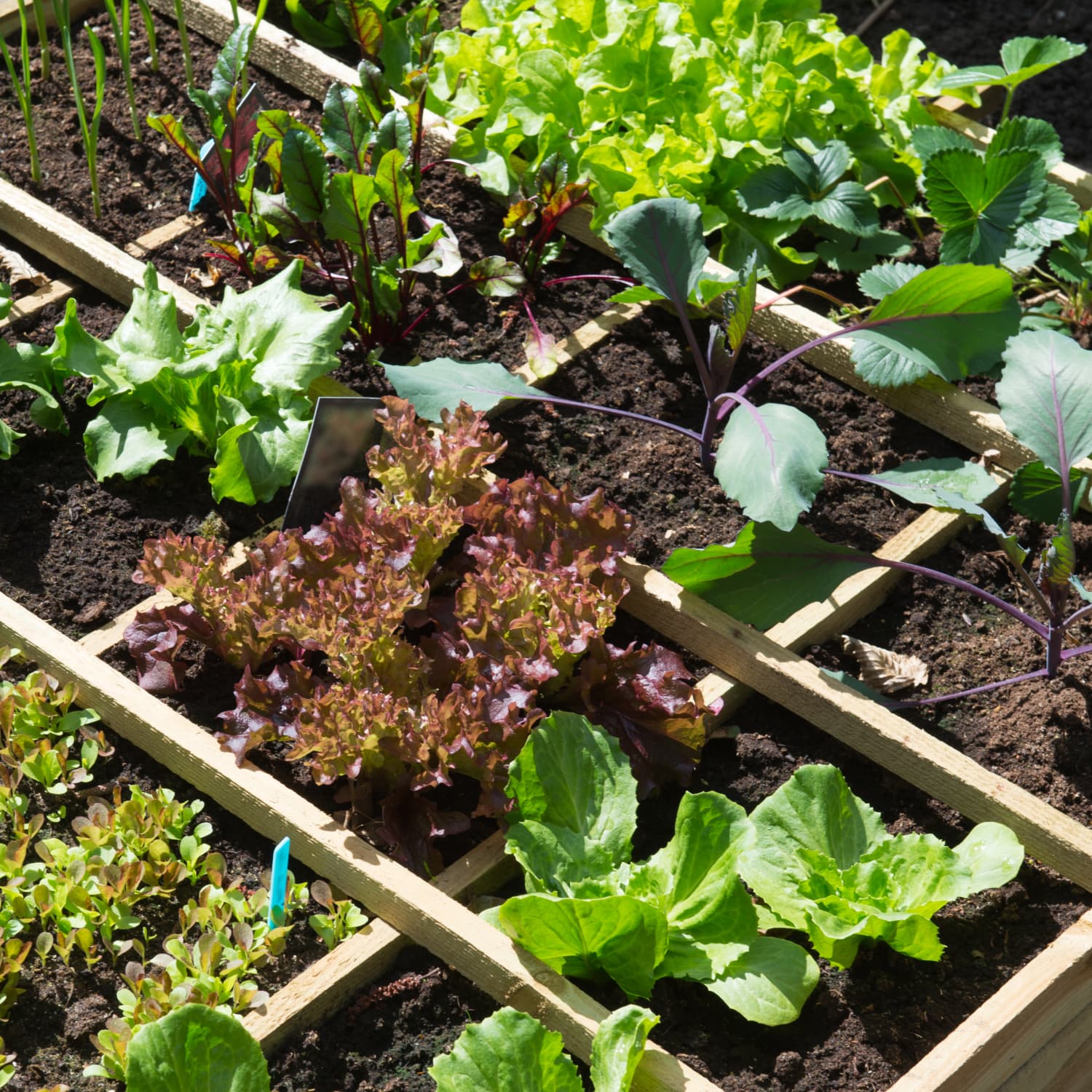 6 Quick-Grow Veggie Seeds | Apartment Therapy