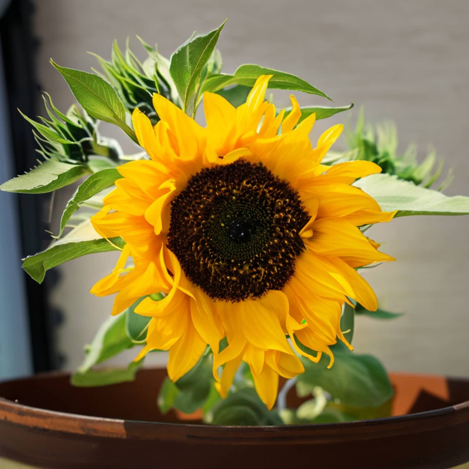 https://cdn.apartmenttherapy.info/image/upload/f_jpg,q_auto:eco,c_fill,g_auto,w_1500,ar_1:1/at%2Fhome-projects%2F2023-08%2Fgrowing-sunflowers-in-pots%2Fclose-up-potted-sunflower-shutterstock_2322131063