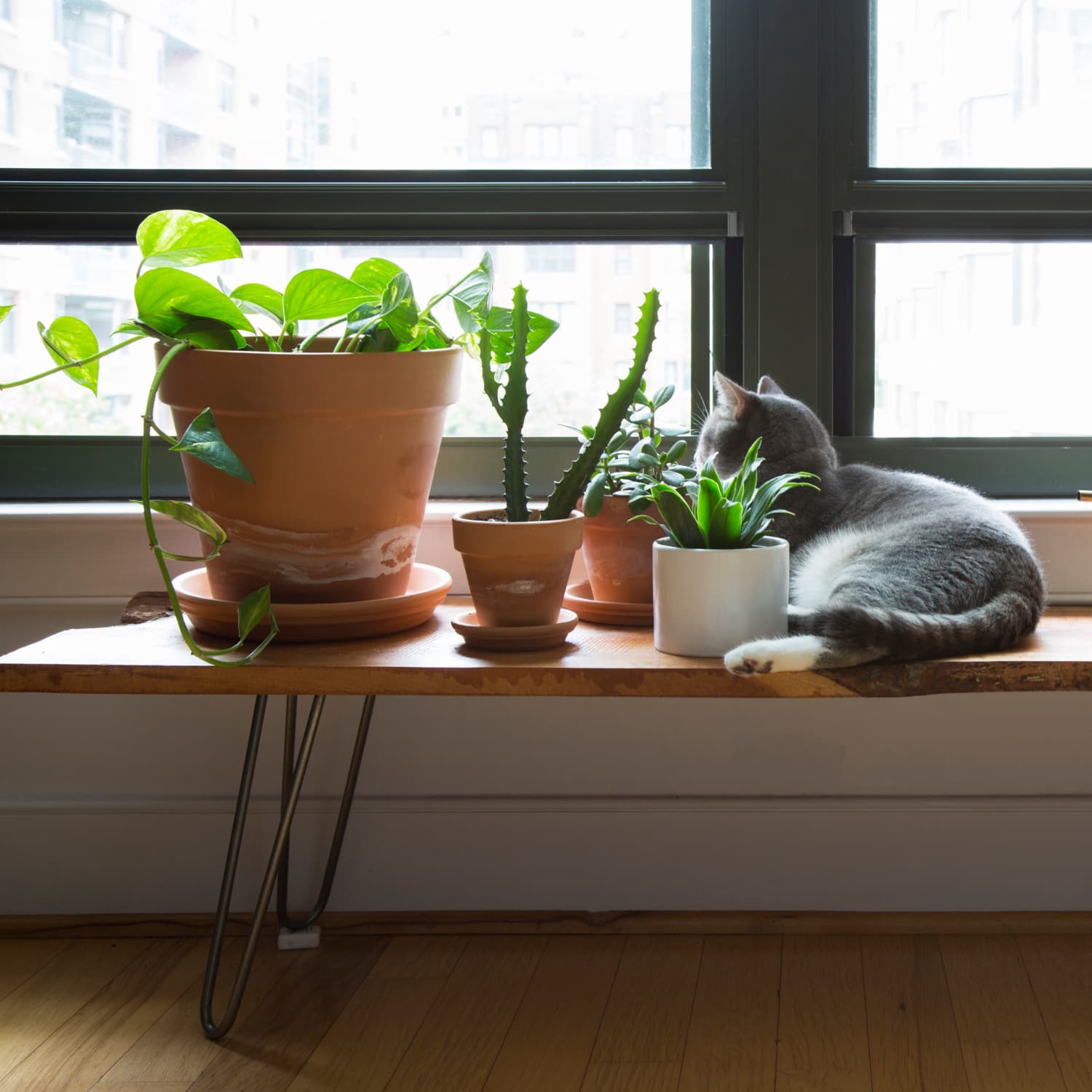 5 Houseplants That Are Safe For Cats Apartment Therapy