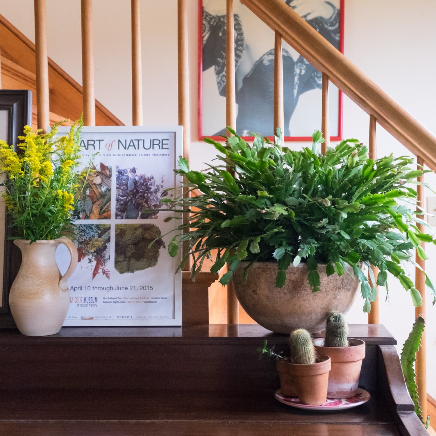 How to Grow Thyme Plants Indoors
