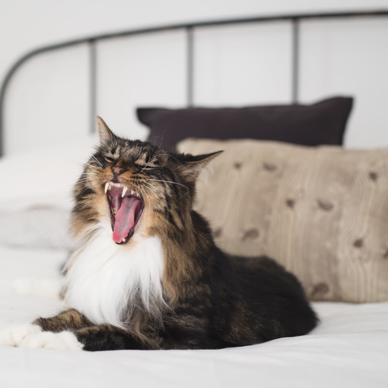 Cute cat wearing a puffer jacket | Throw Pillow