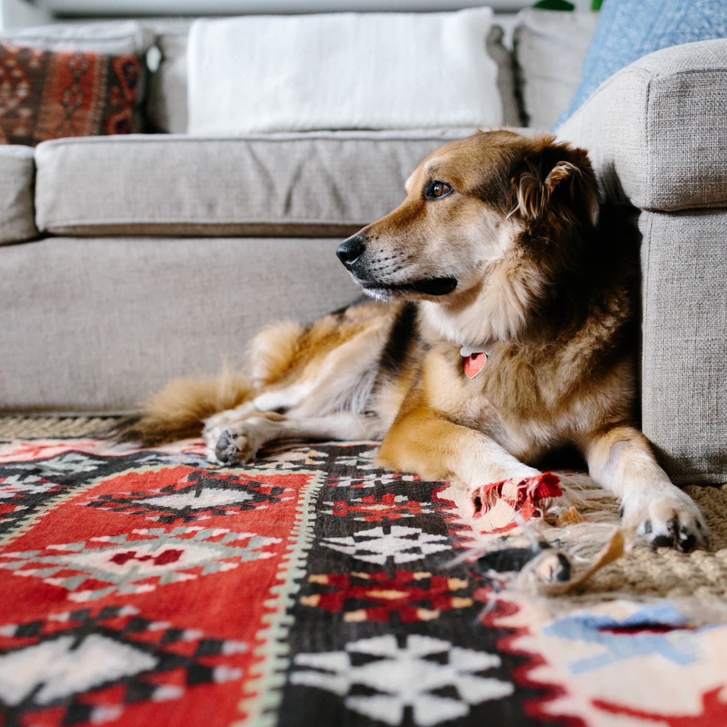 Should Dogs be Allowed on Rugs at Home?