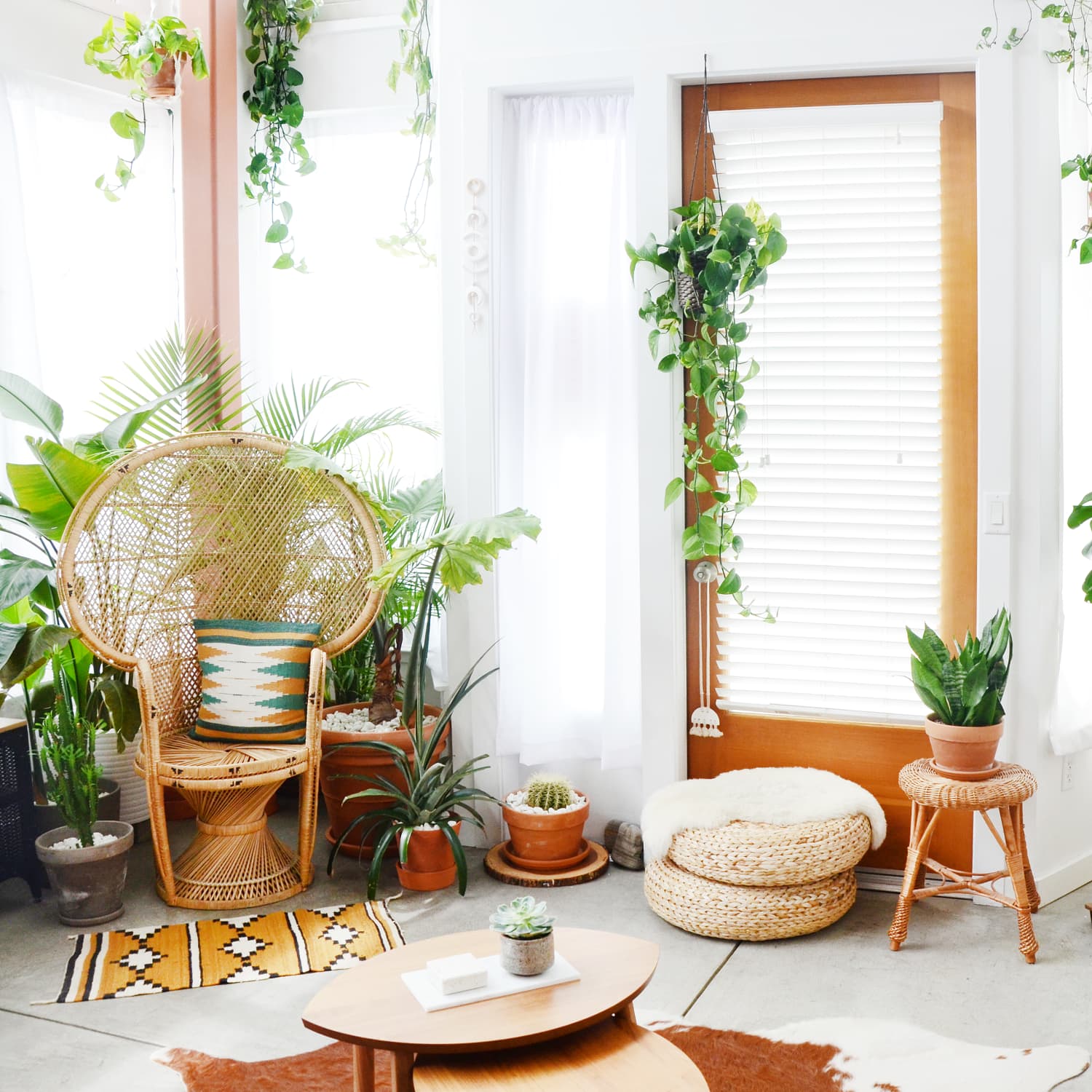 8 Drought-Tolerant Houseplants It's OK to Forget to Water | Apartment  Therapy
