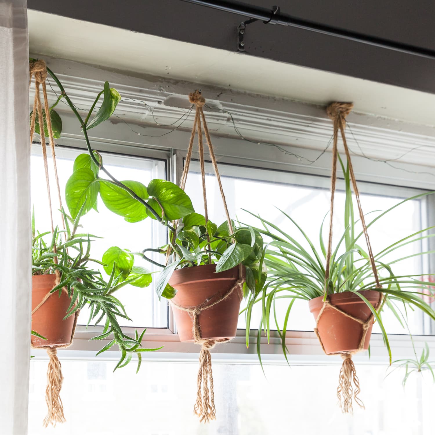 Hang Plants in the Bathroom for a Spa-like Atmosphere