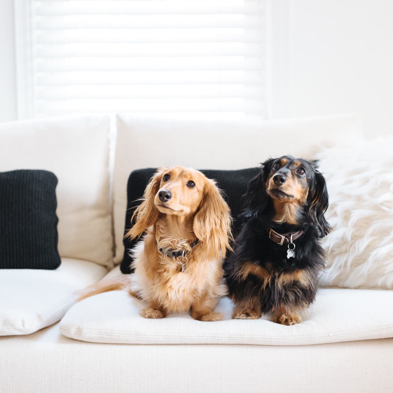 Best Upholstery Fabrics For Cat Dog Owners Apartment Therapy