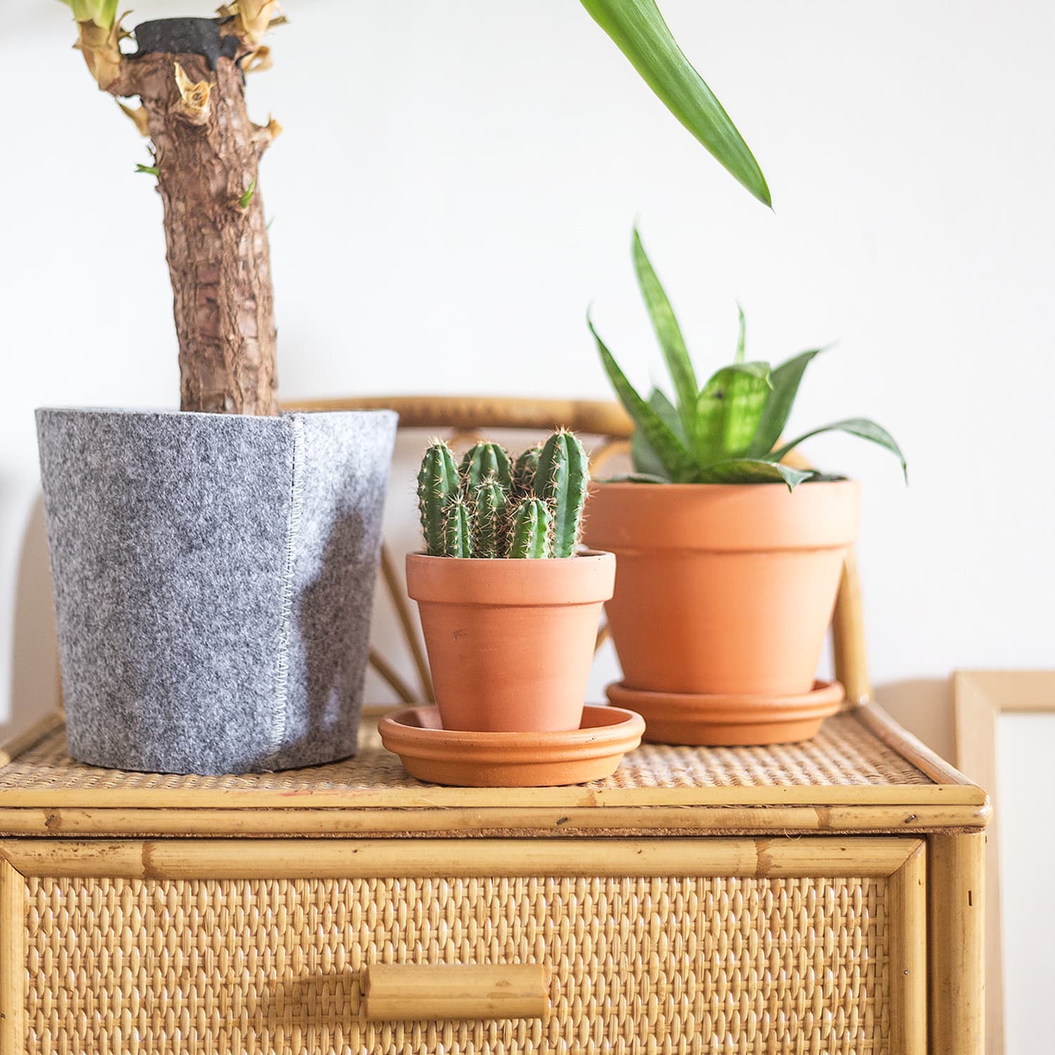 Planters With No Holes: What Do? | Apartment