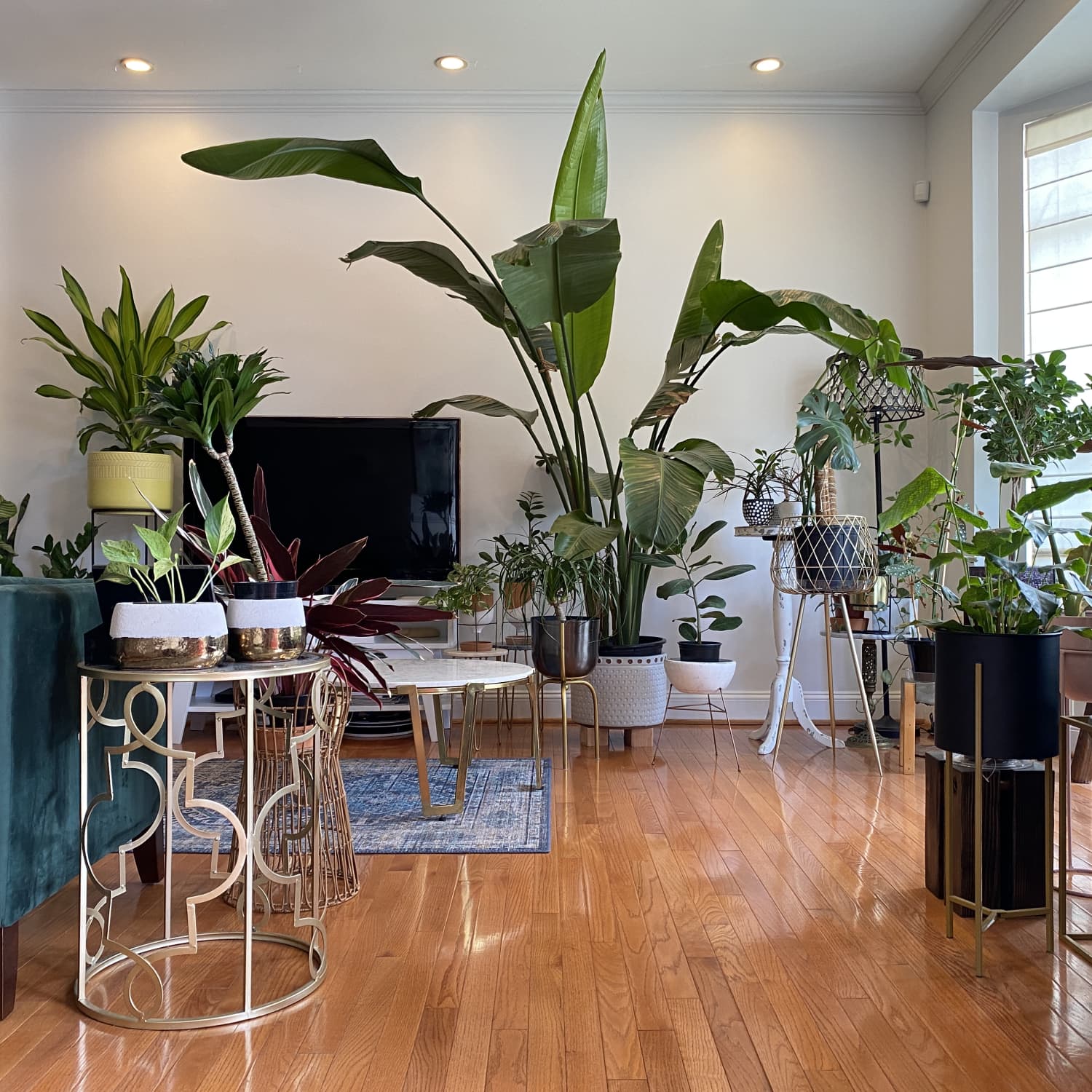 Here's an Unexpected Spot to Hang Houseplants, According to a Feng Shui  Expert | Apartment Therapy