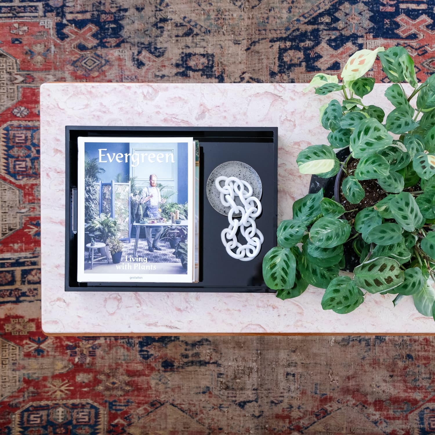 Prayer Plant Care How To Grow Maintain Marantas Apartment
