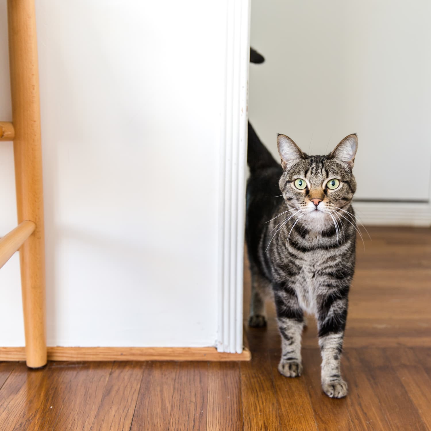 Man Builds Custom Cat Tree With Suspension Bridge Apartment Therapy