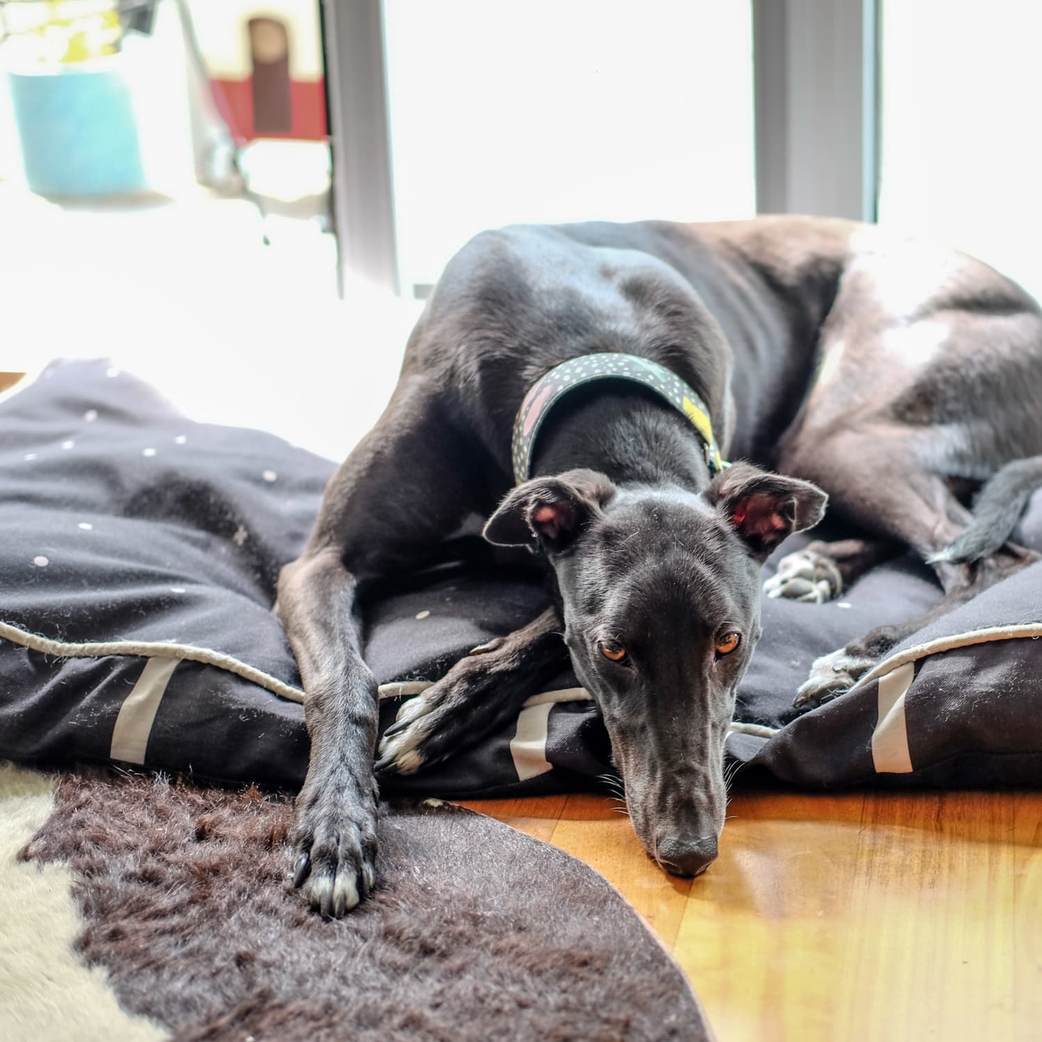 Home - Greyhound Friends for Life - Rescue • Adoption • Advocacy