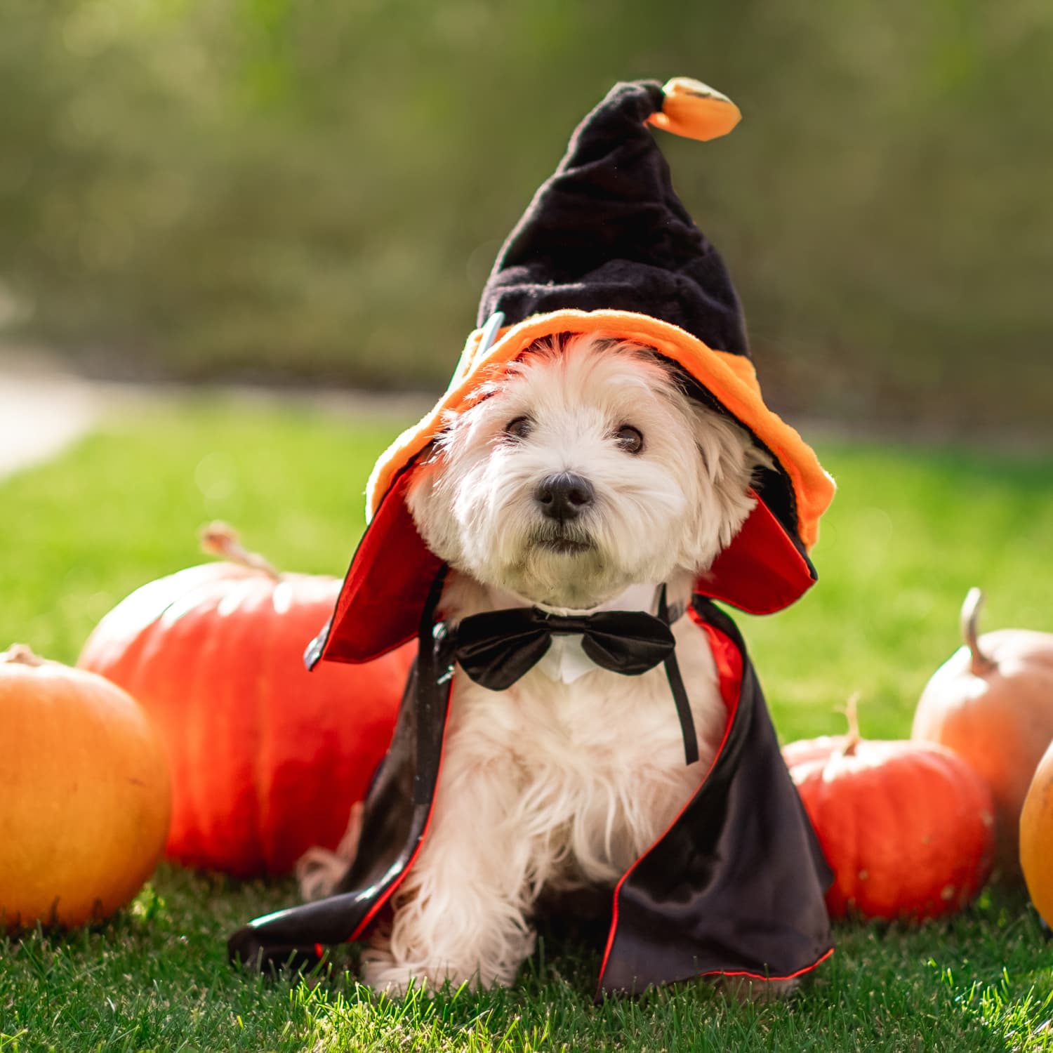 Pet Costumes - Cute Pet Halloween Costume Ideas 