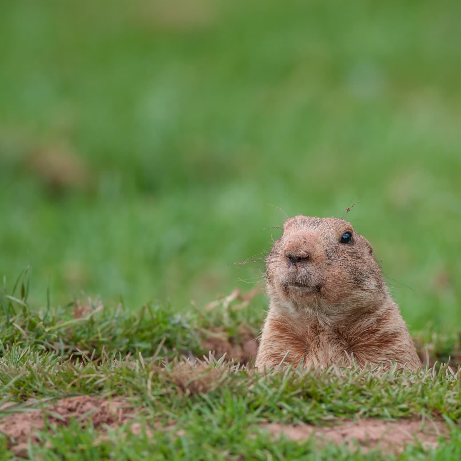 Groundhog Day 2023 | EyoabFanriye
