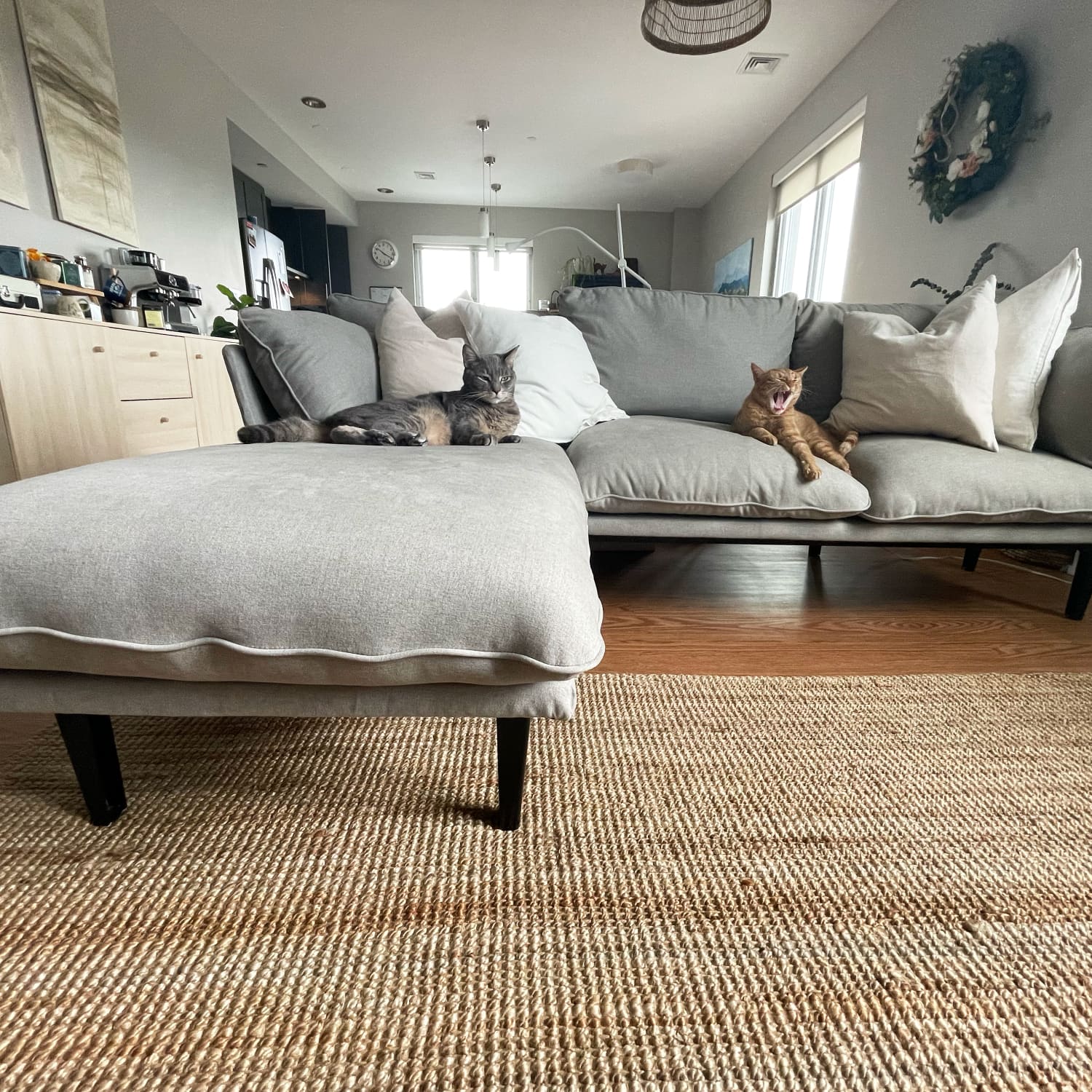 The Floyd Sofa Is the Perfect Couch for Cat Owners (Review