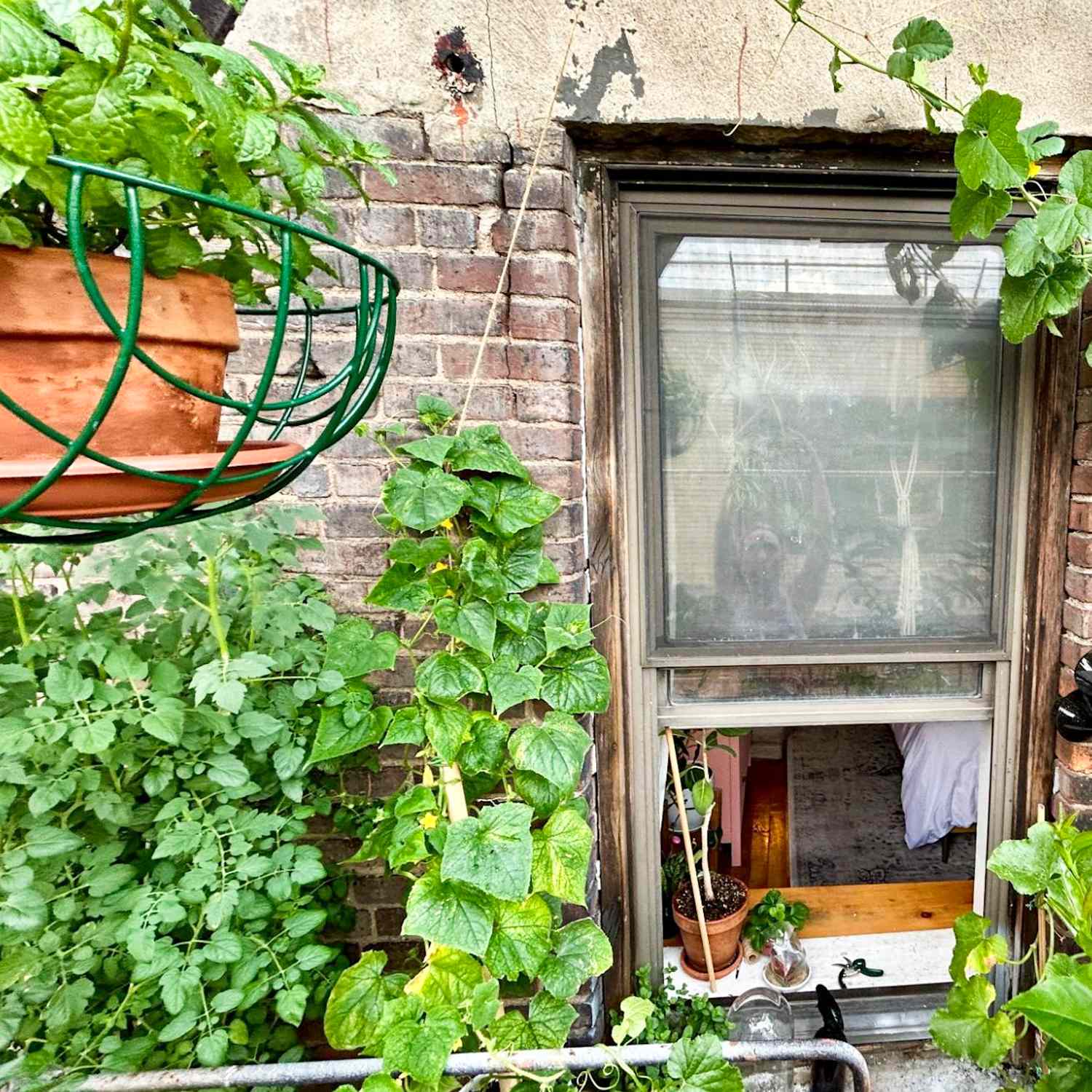 How to Start a Garden with Almost No Outdoor Space | Apartment Therapy