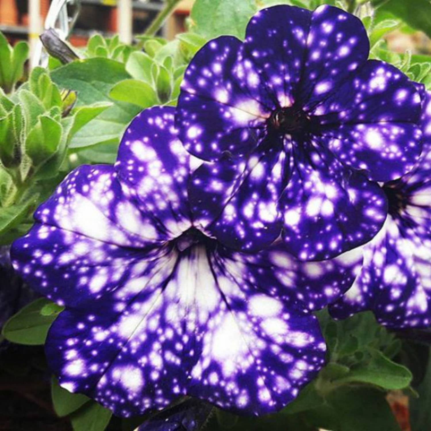 Details about   200 Pcs Petunia Starry Sky Blue Seeds Plants Flowers Night Sky Bonsai Garden