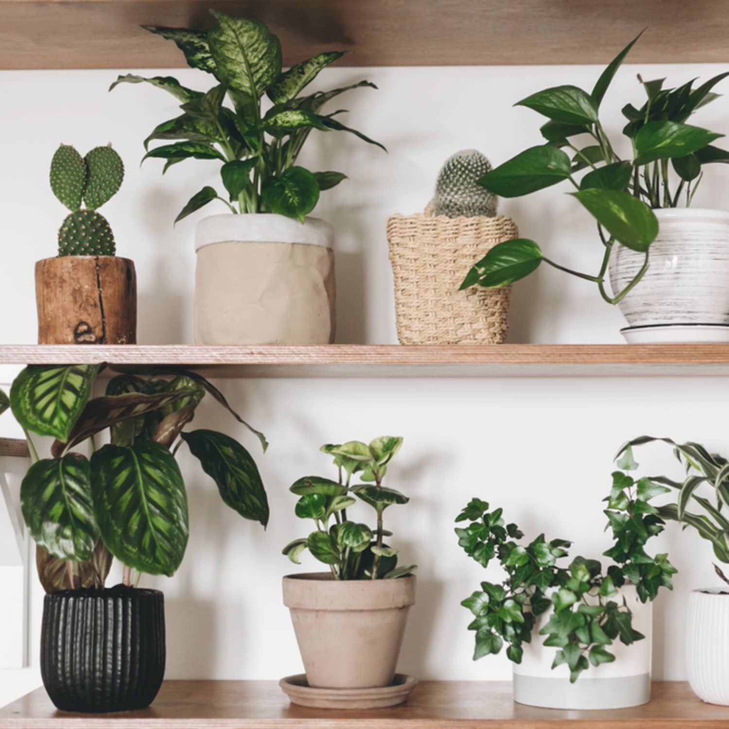 Most Popular Houseplants Of 2020 According To Reddit Apartment Therapy