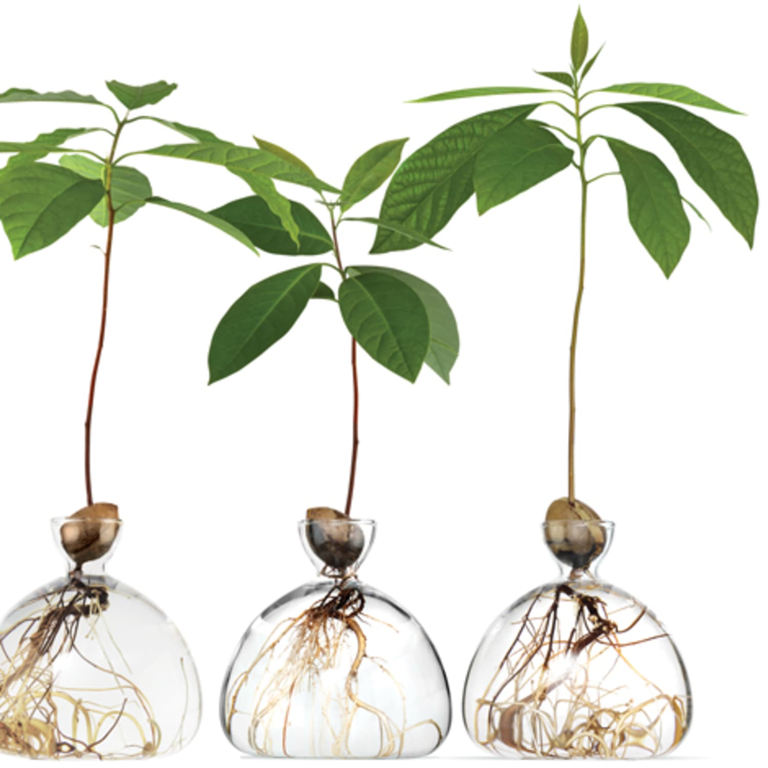 These Vases Will Let You Grow Avocados And Acorns Indoors