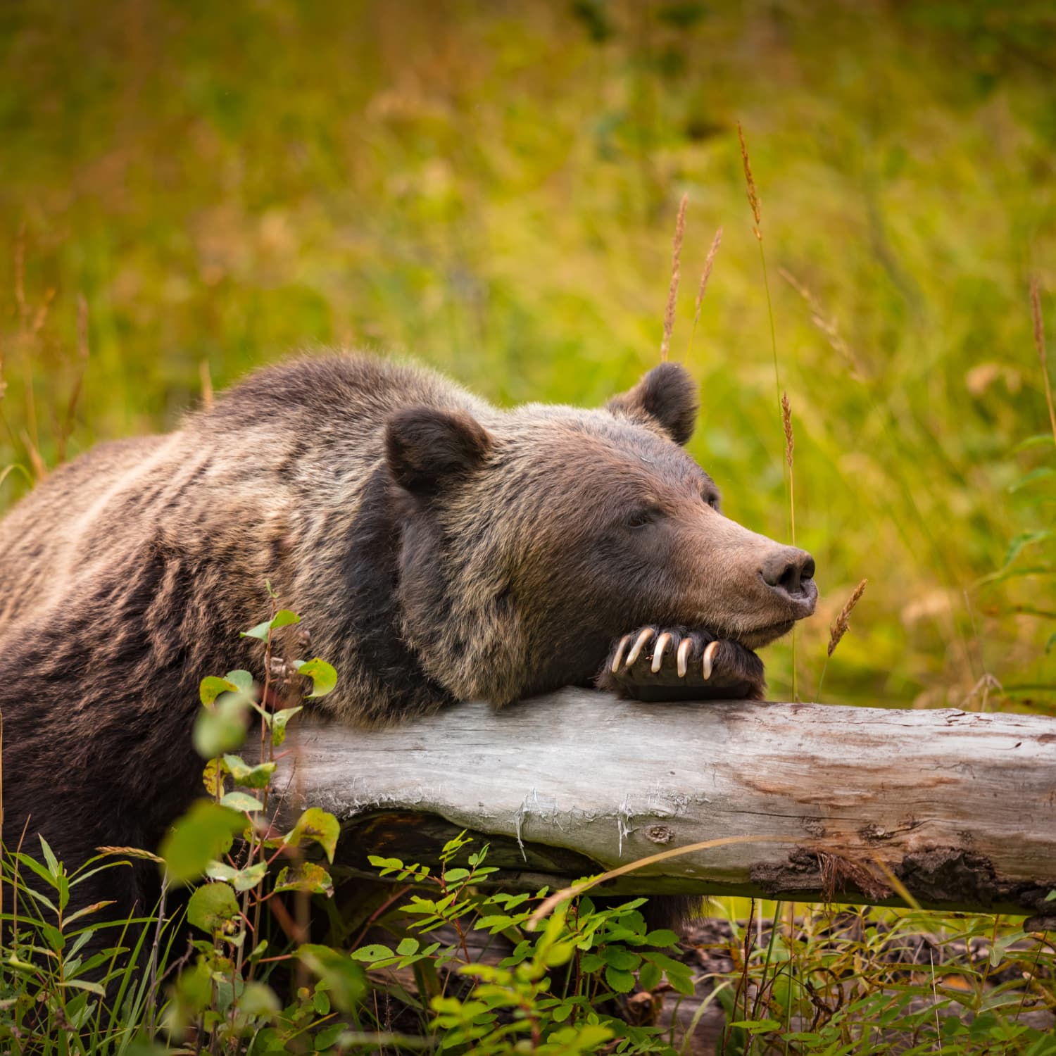 Grizzly Bear Hibernation Study Apartment Therapy