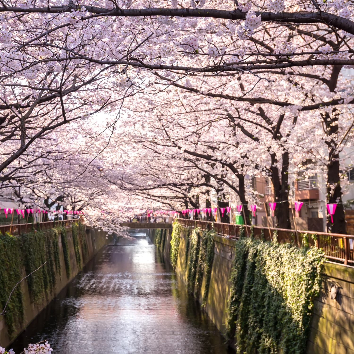 Cherry blossom trees virtual tour on Google Earth