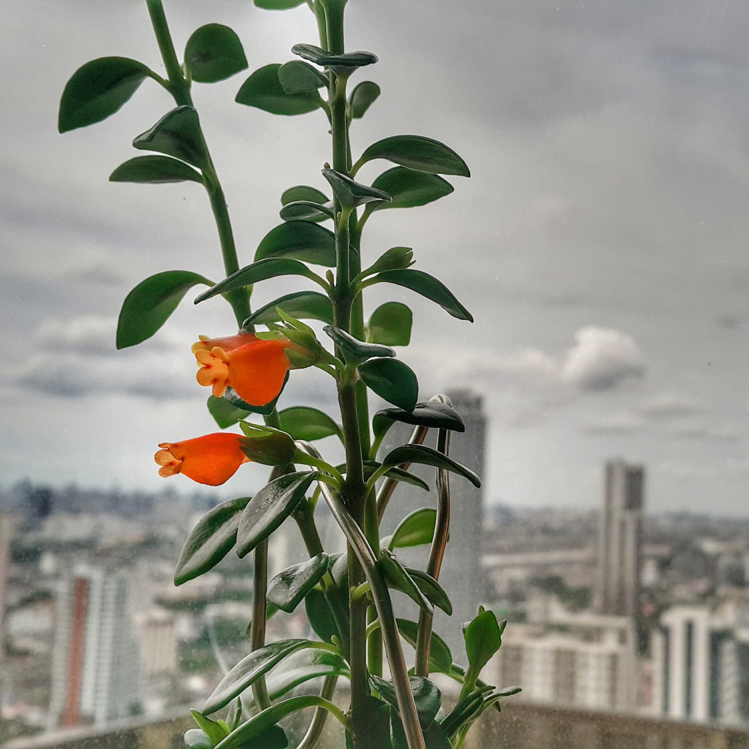 Goldfish Plant | Apartment Therapy