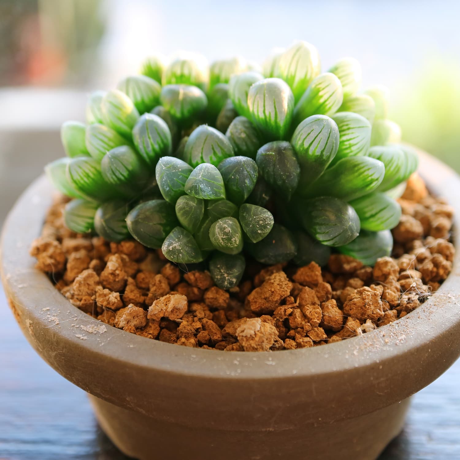 Transparent succulents are a real thing | Apartment Therapy