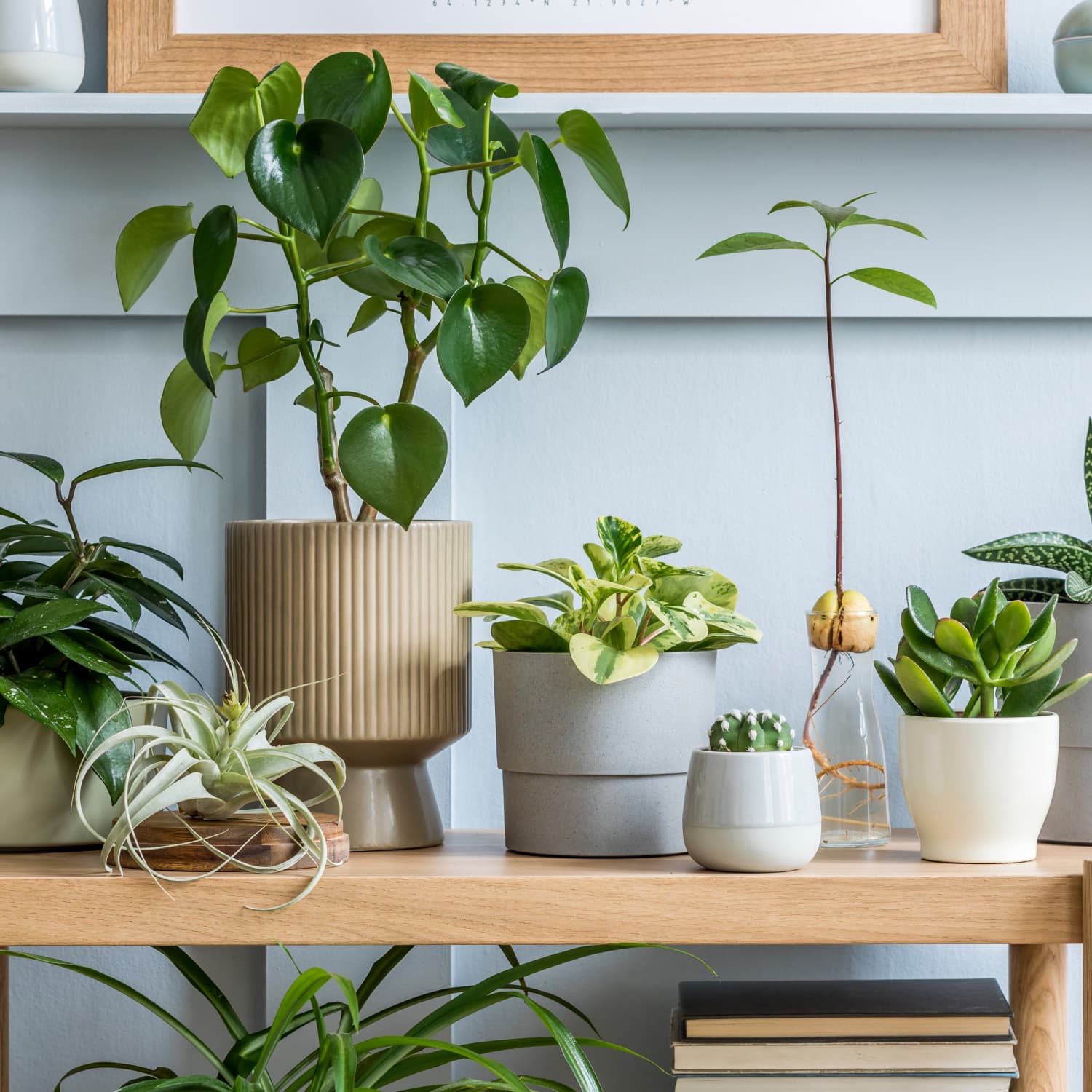 Target Air Plant Terrarium | Apartment Therapy