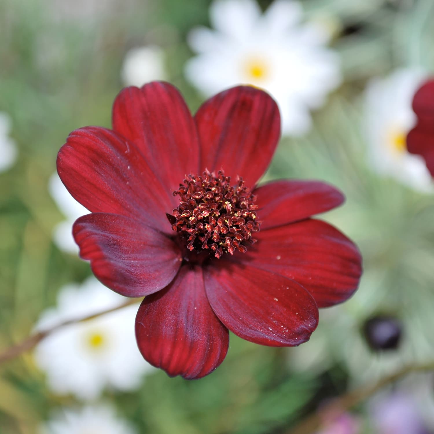 One Of The Rarest In The World Flower Smells Like Chocolate | Apartment  Therapy