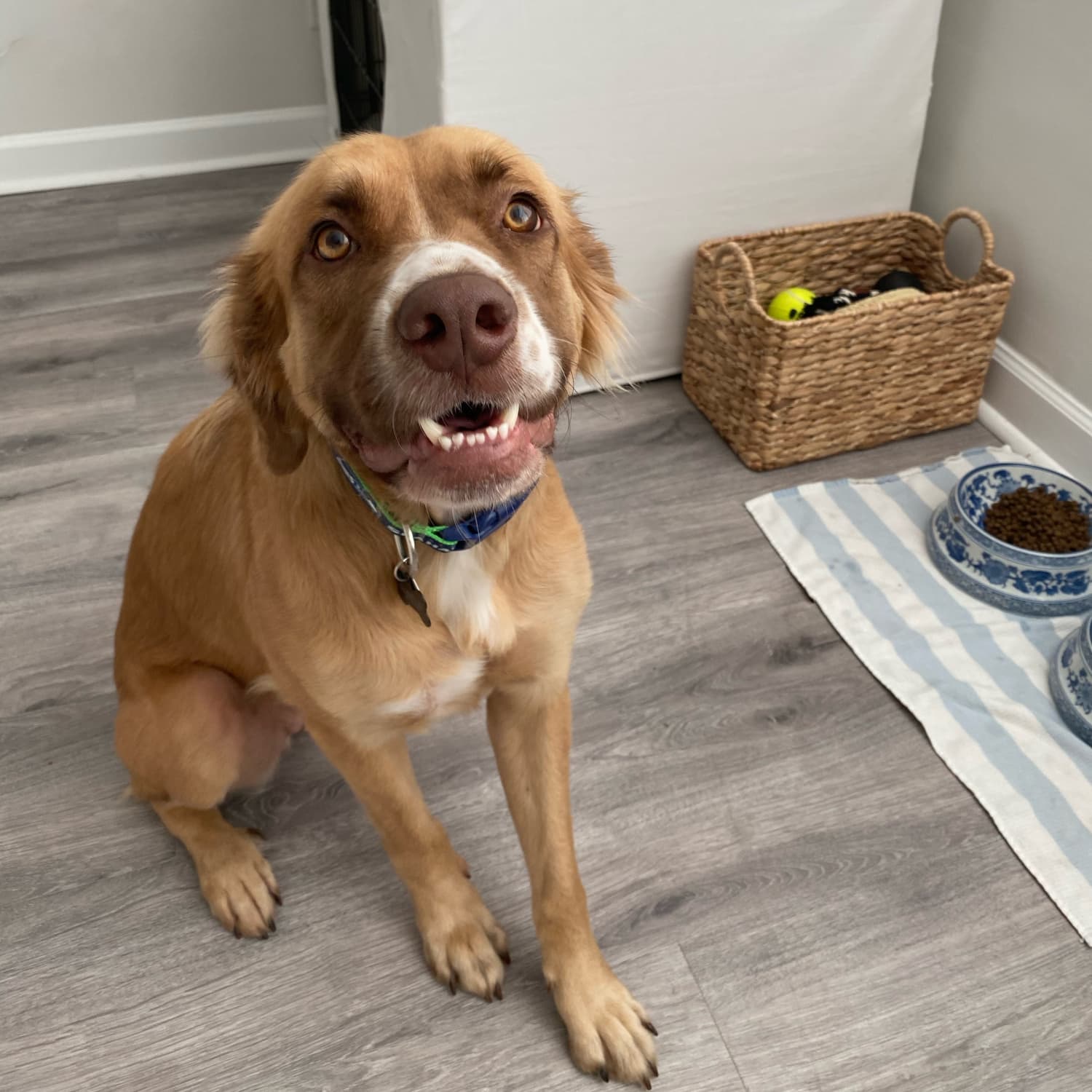 How to Hide a Dog Crate With a DIY Slipcover Apartment Therapy