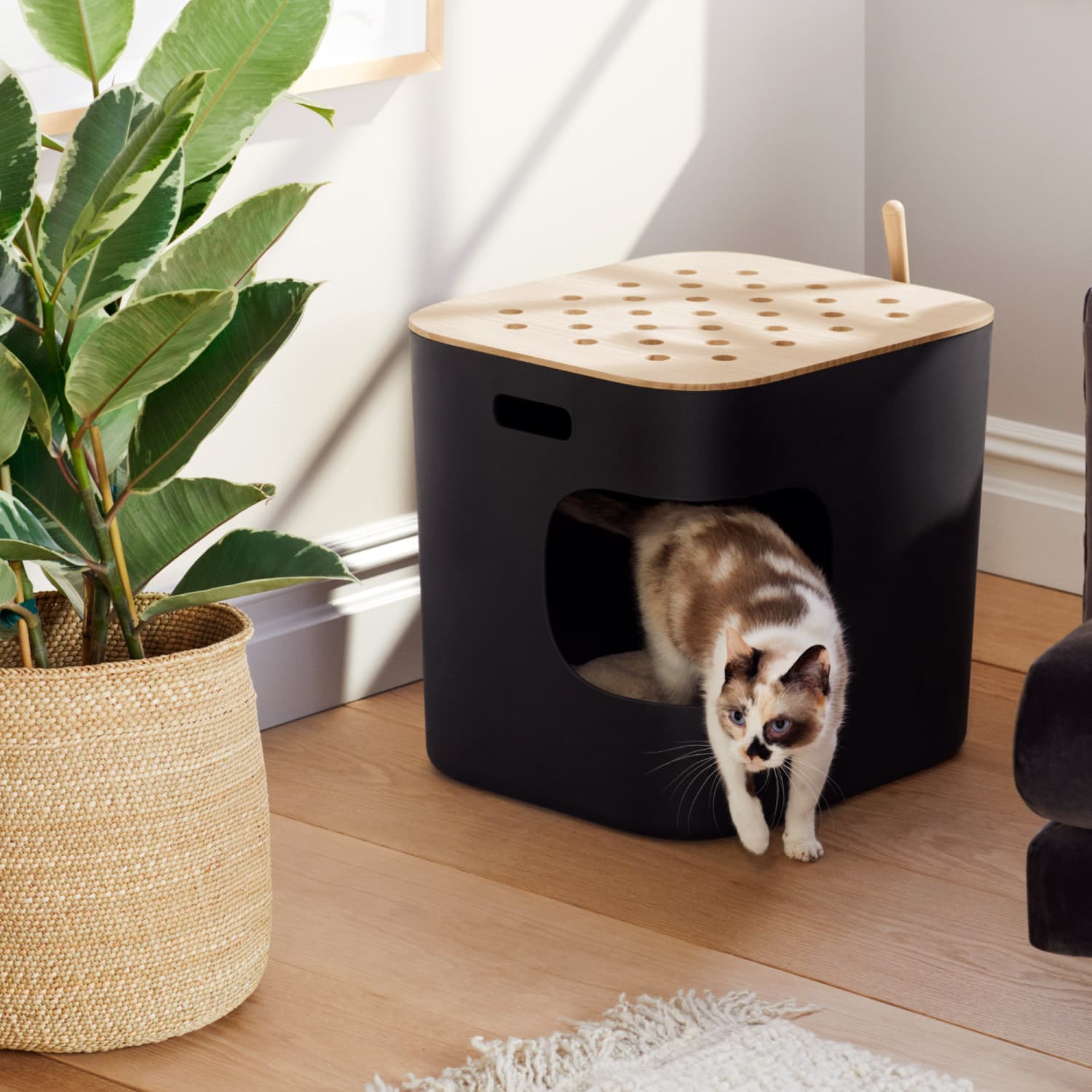 Jason Wu Has Teamed Up With Cat Person To Launch the Most Stylish