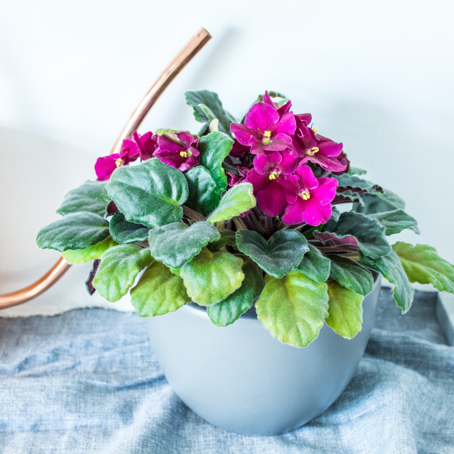 Violet shop indoor plant