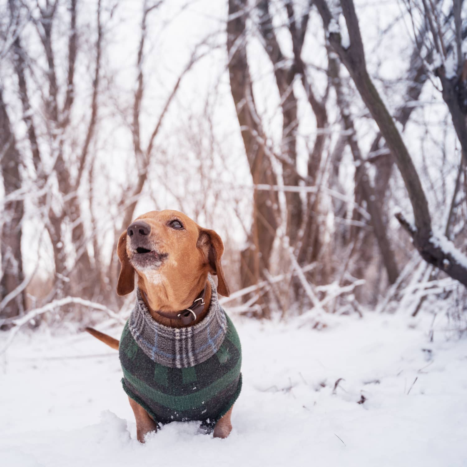 Dogs top extreme cold