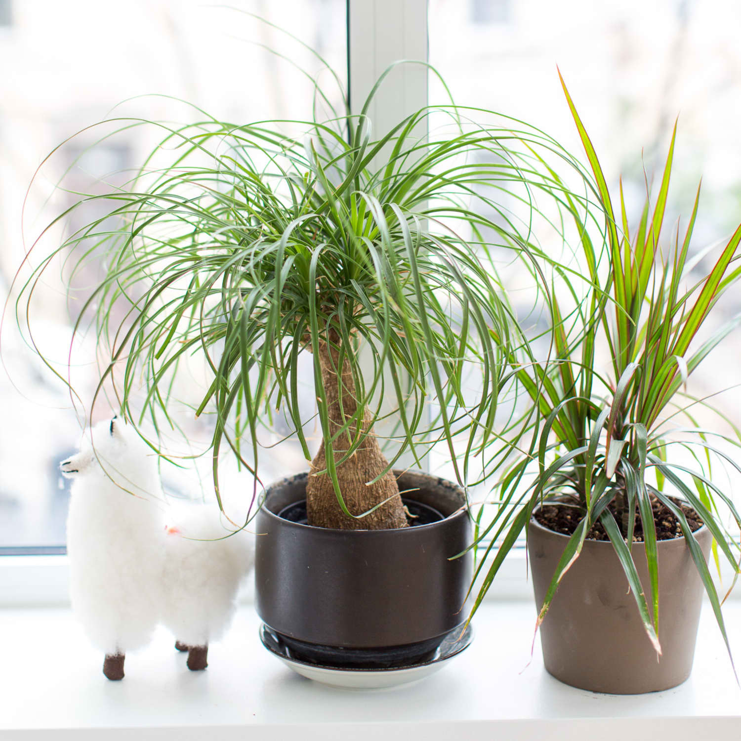Ponytail palm 2025 toxic to cats