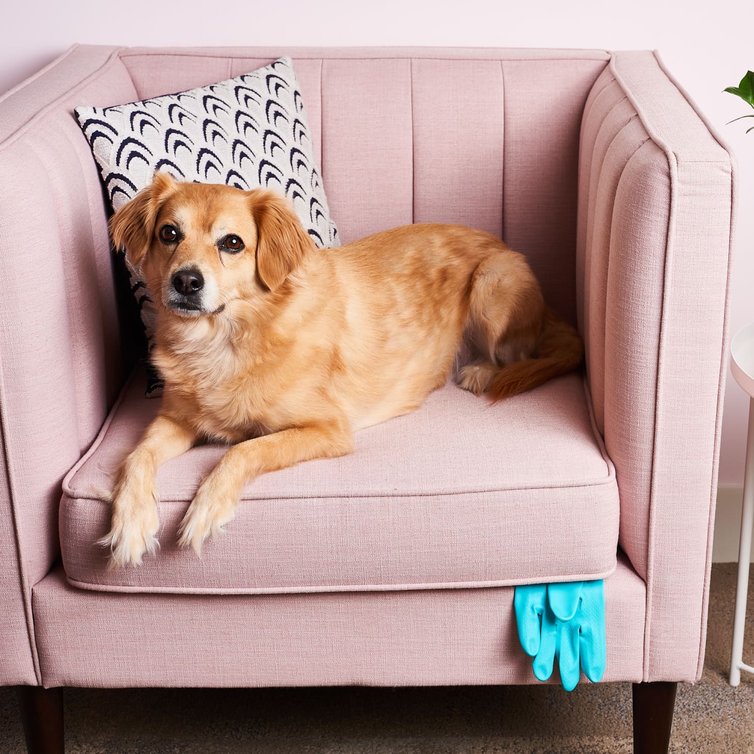 Pet hair remover glove for furniture outlet