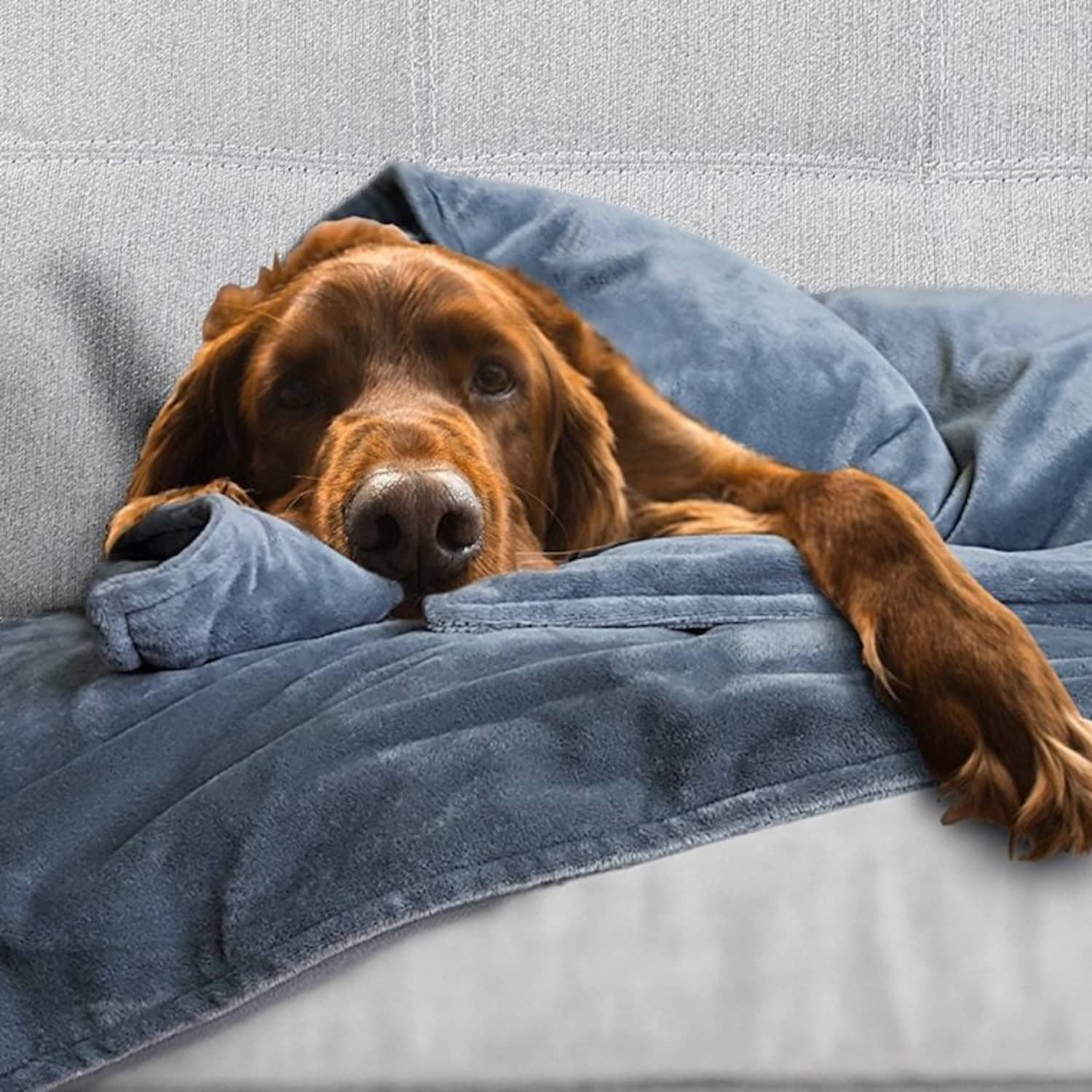Canine coddler clearance