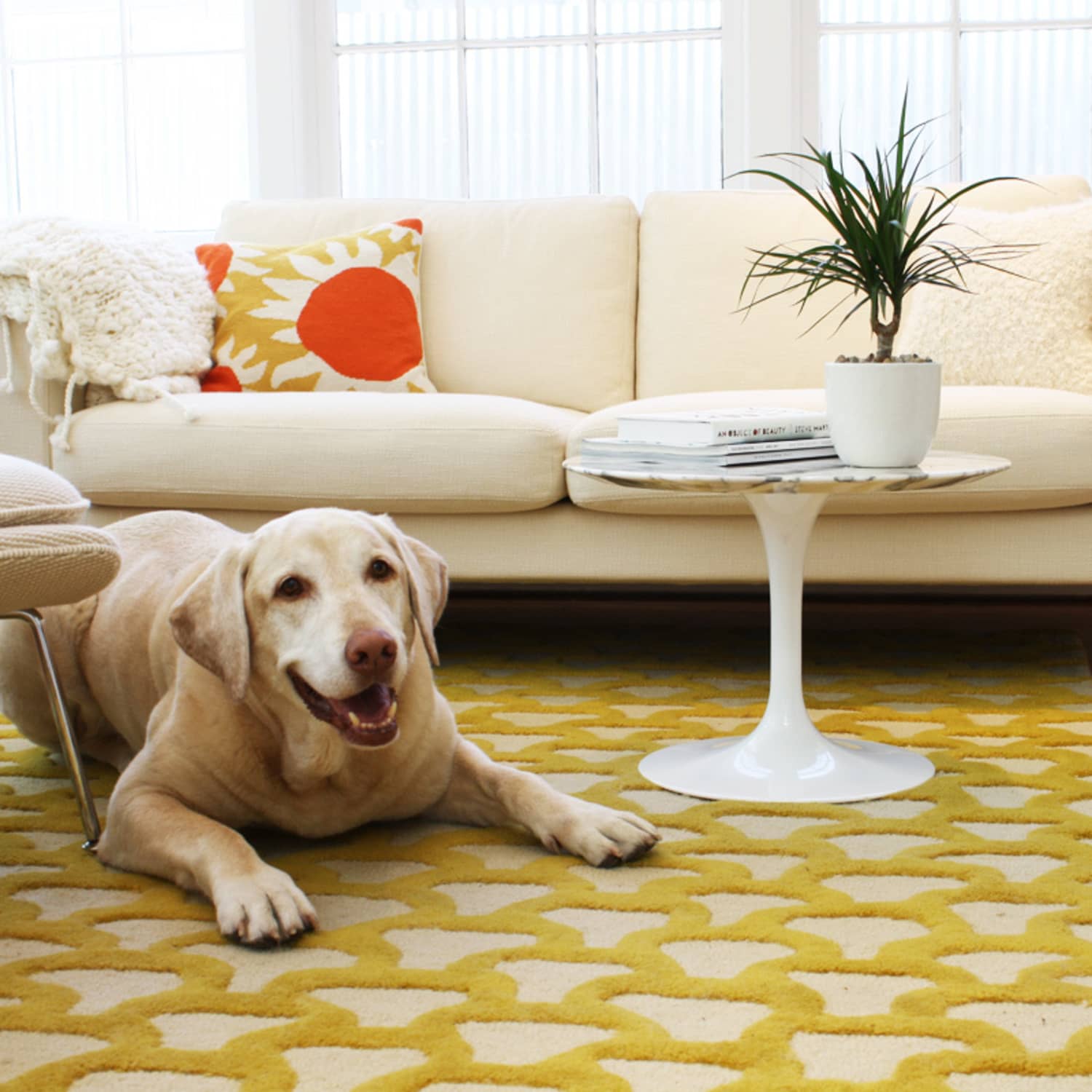 Dog couch new arrivals ikea