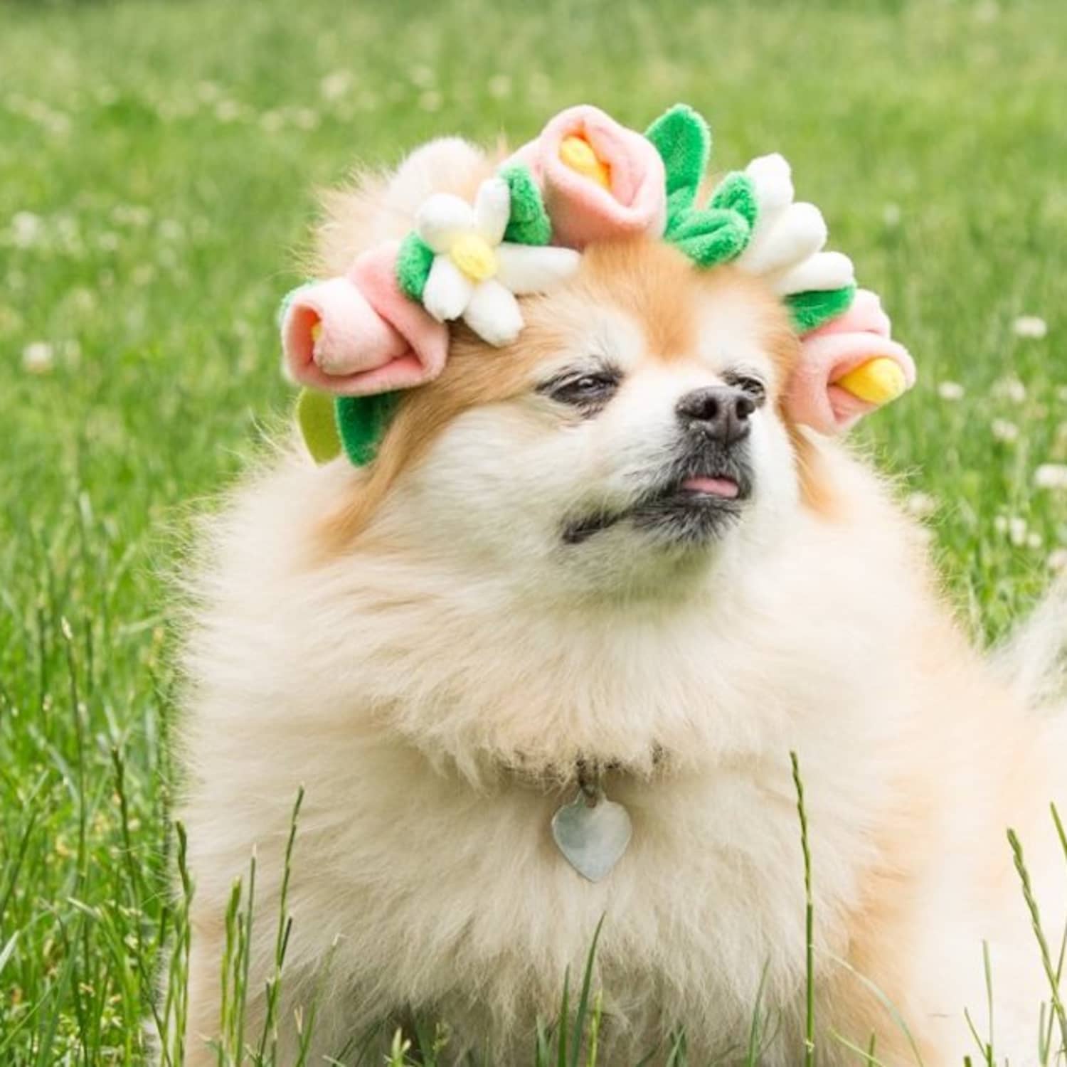 Flower crowns shop for dogs