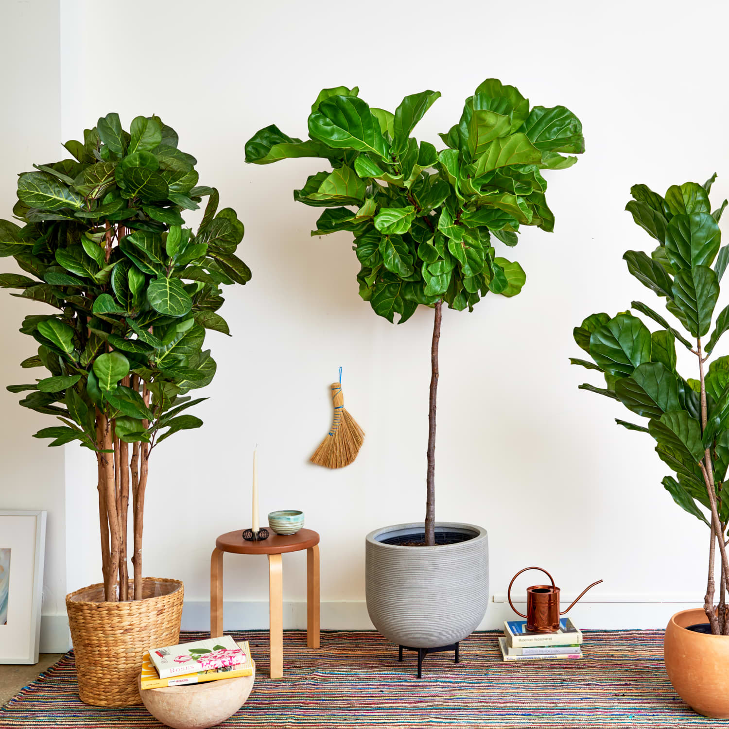 Faux fiddle shop leaf tree