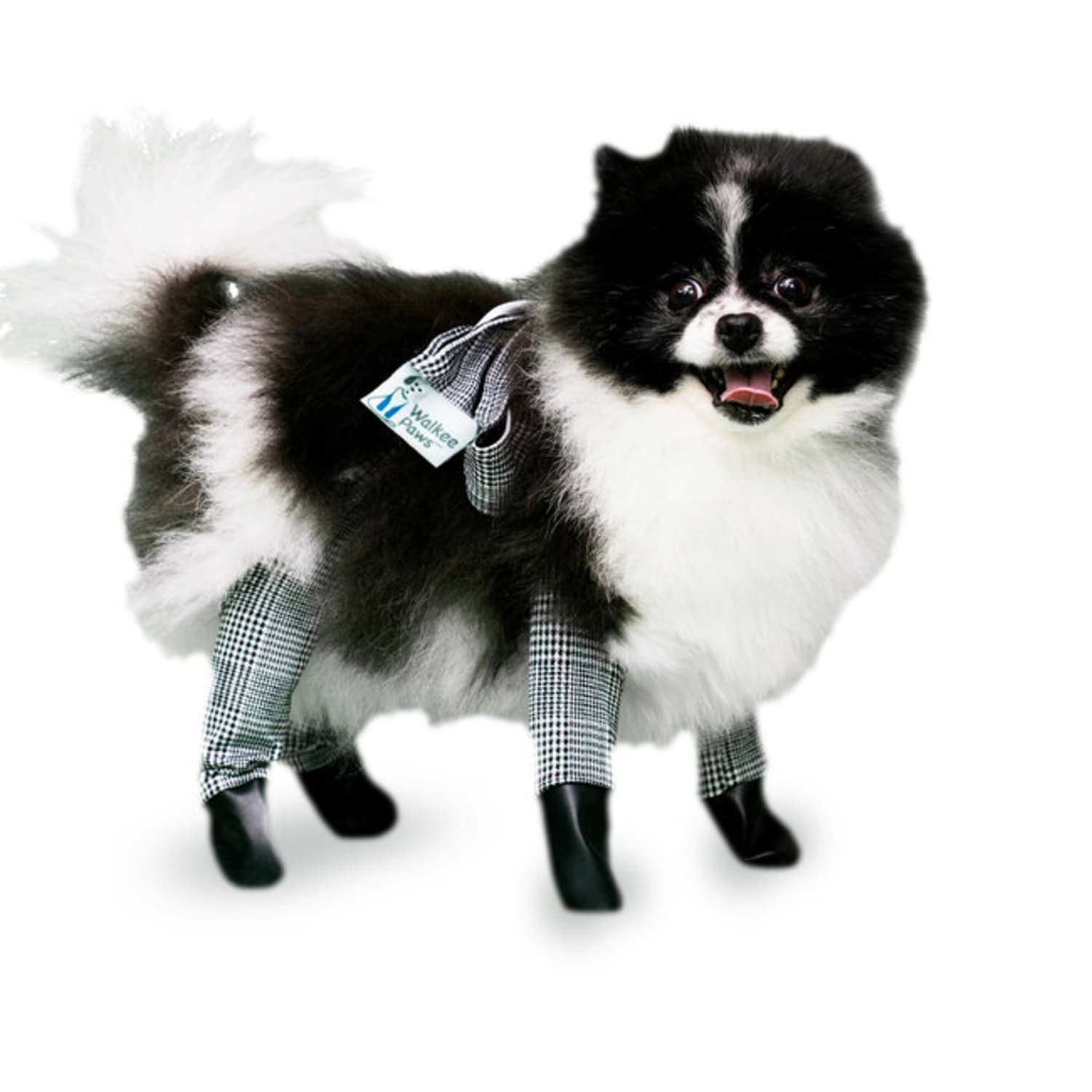 Dog in leggings outlet