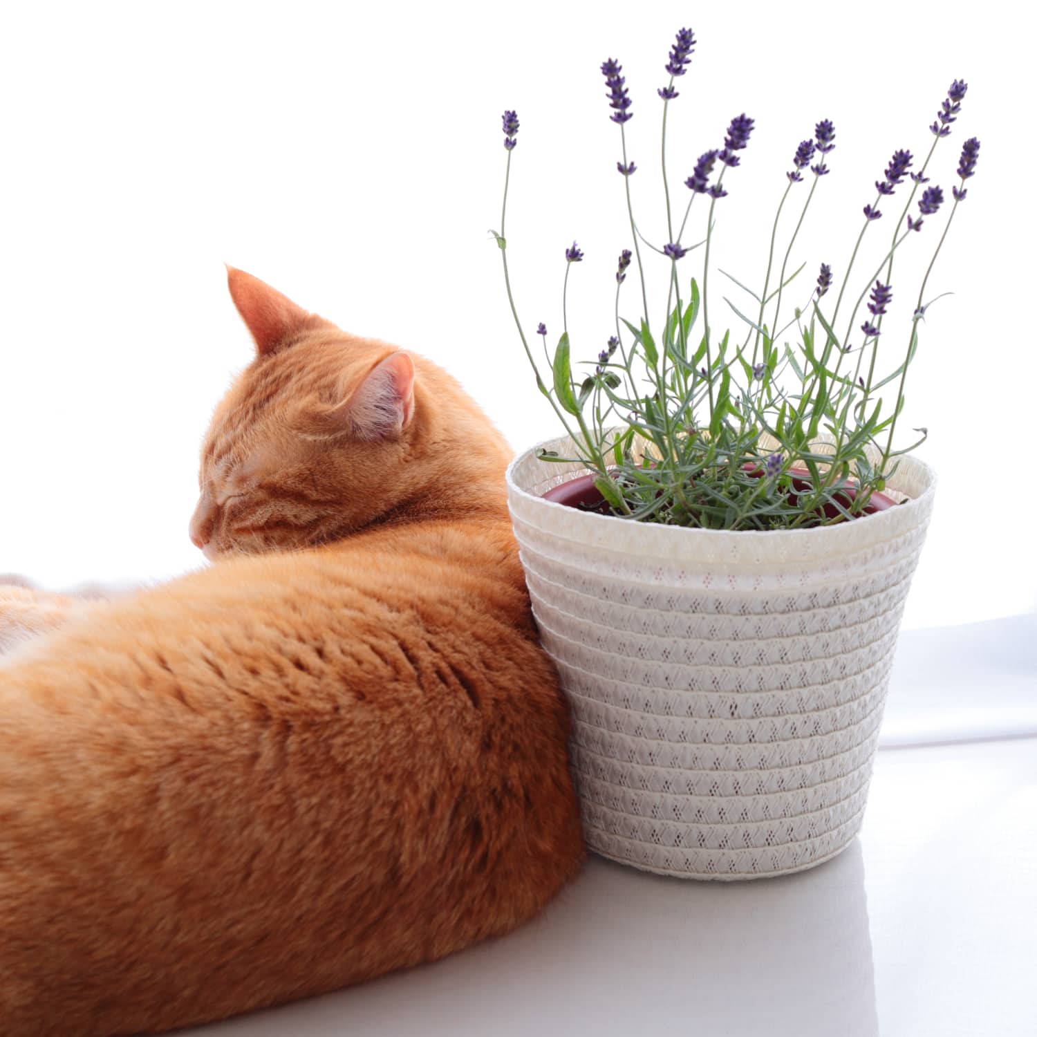 Is Lavender Safe For Cats To Eat