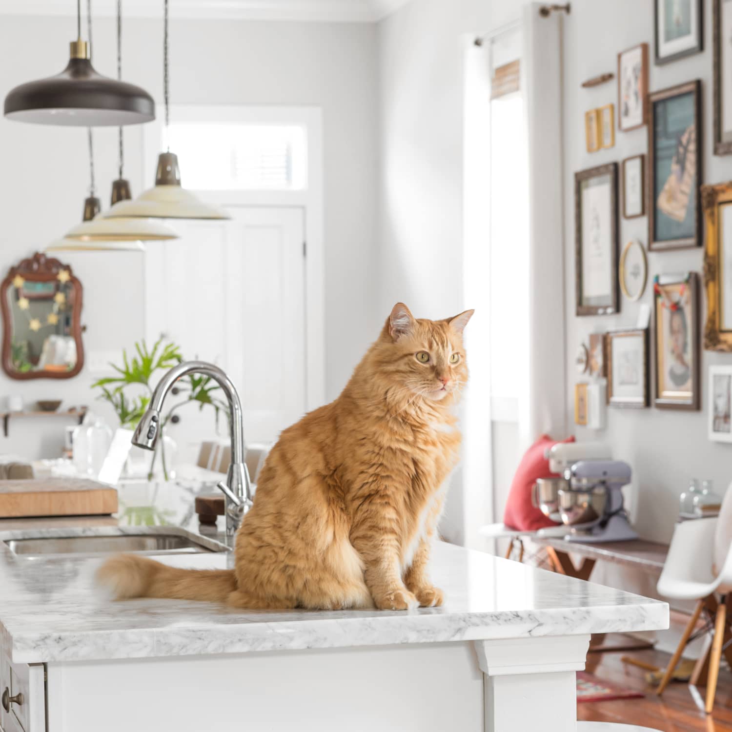 How to keep your on sale cat off the counter