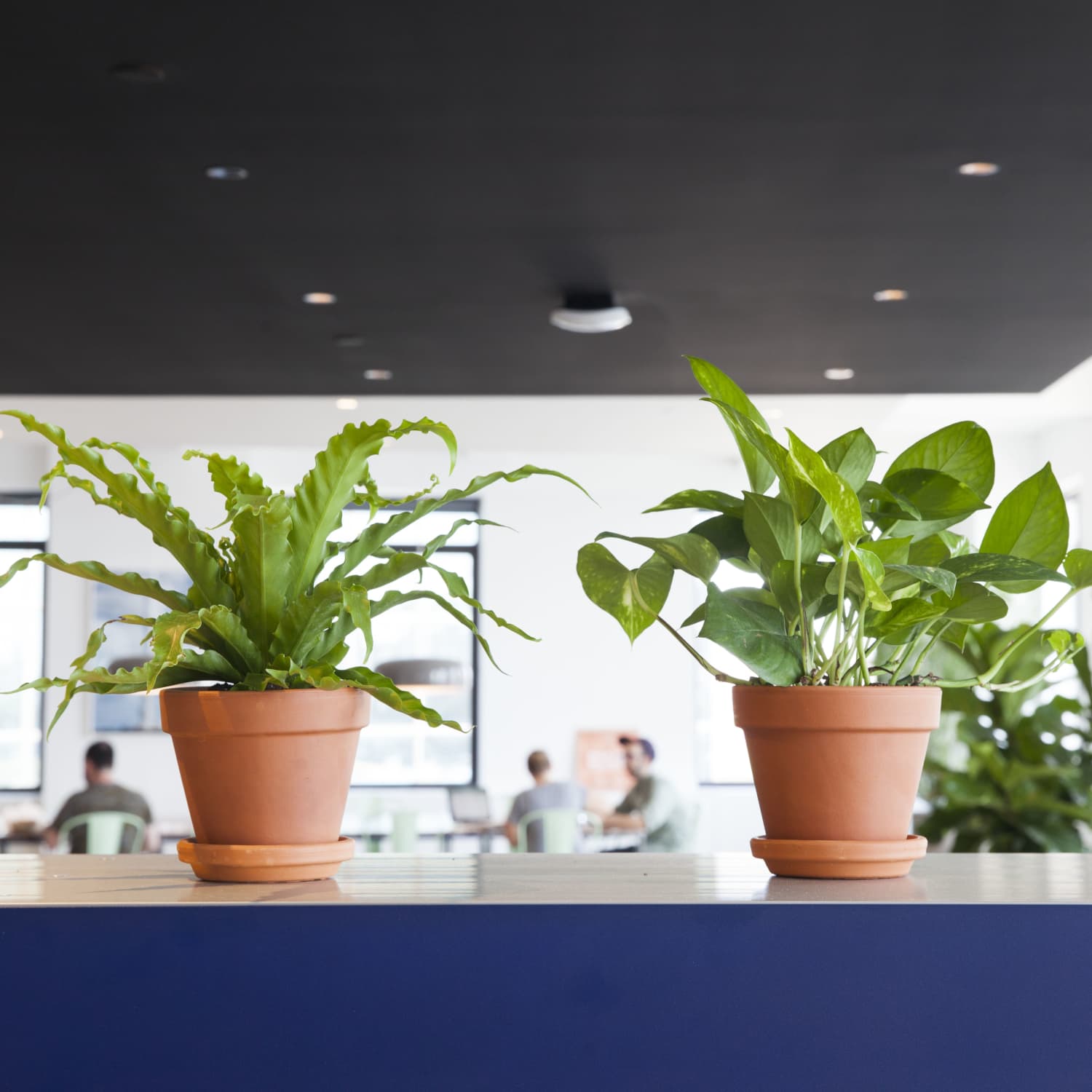 Best plants for fluorescent lighting hotsell