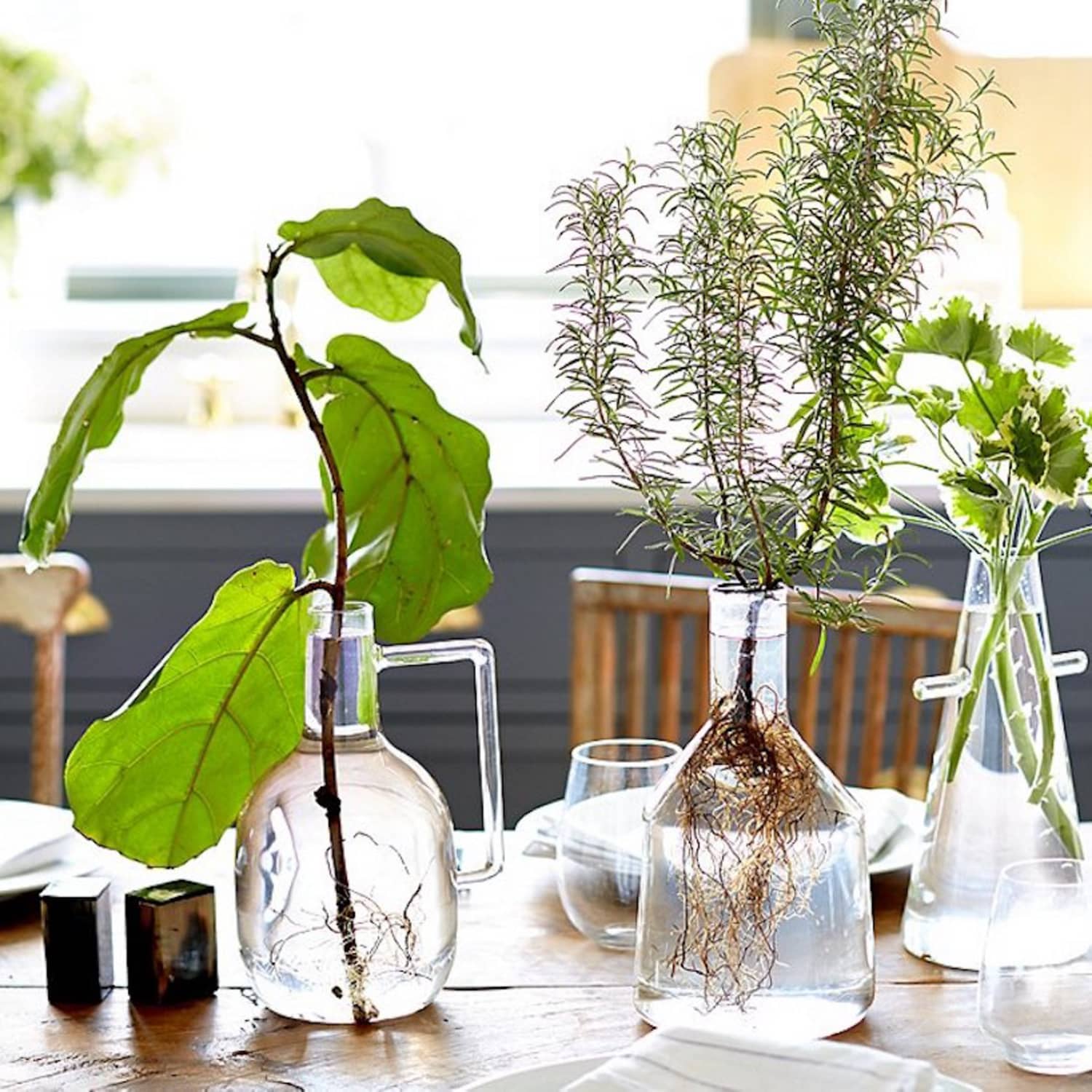 Vase plants deals