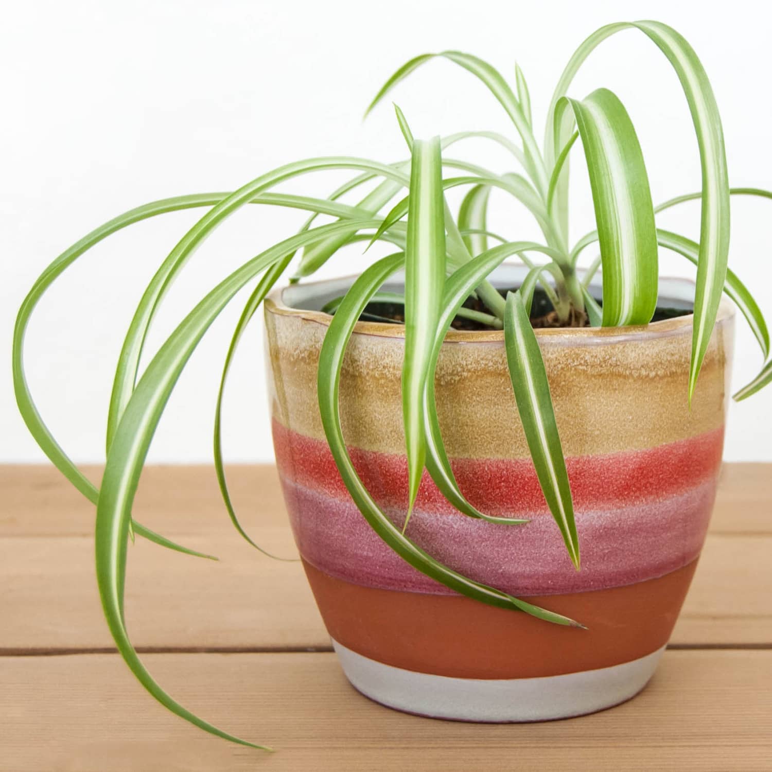 Spider sale plant pot