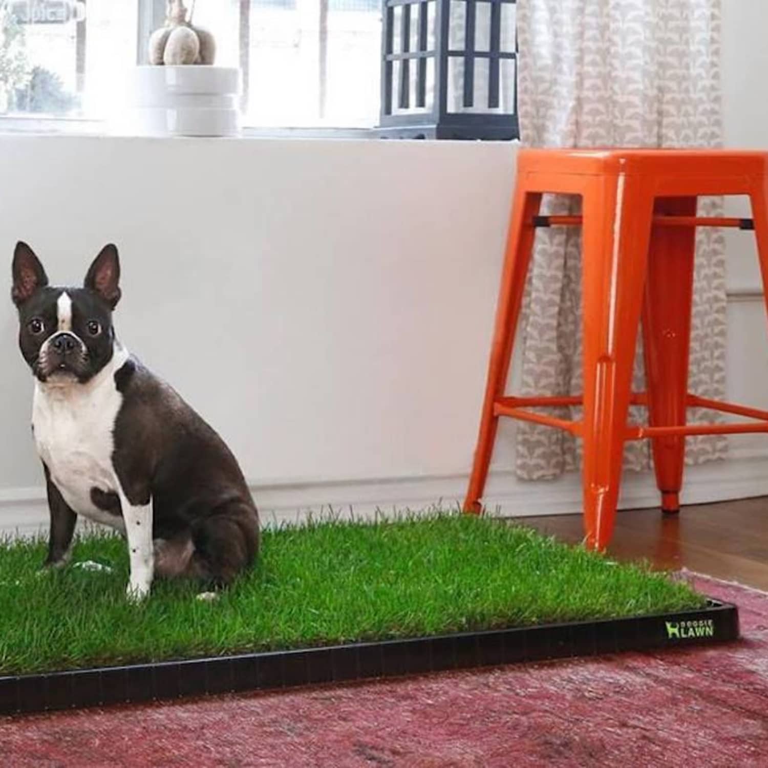 Dog litter box shop grass