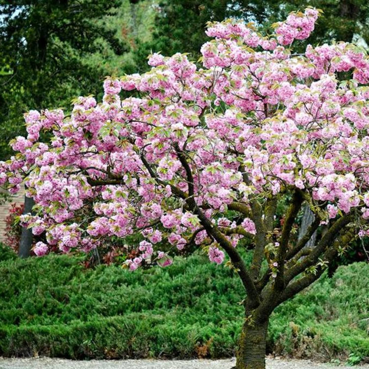 Mini cherry best sale blossom tree